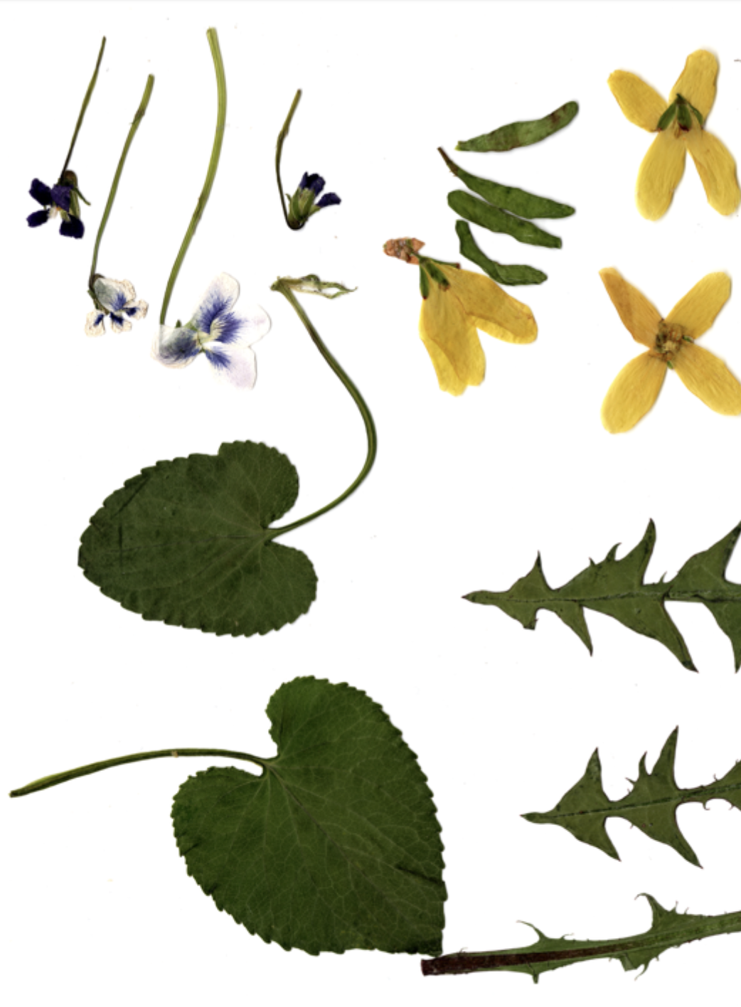 Various pressed flowers and leaves, including blue and white pansy, yellow cinquefoil, and spiky green leaves Emily Maria Studios