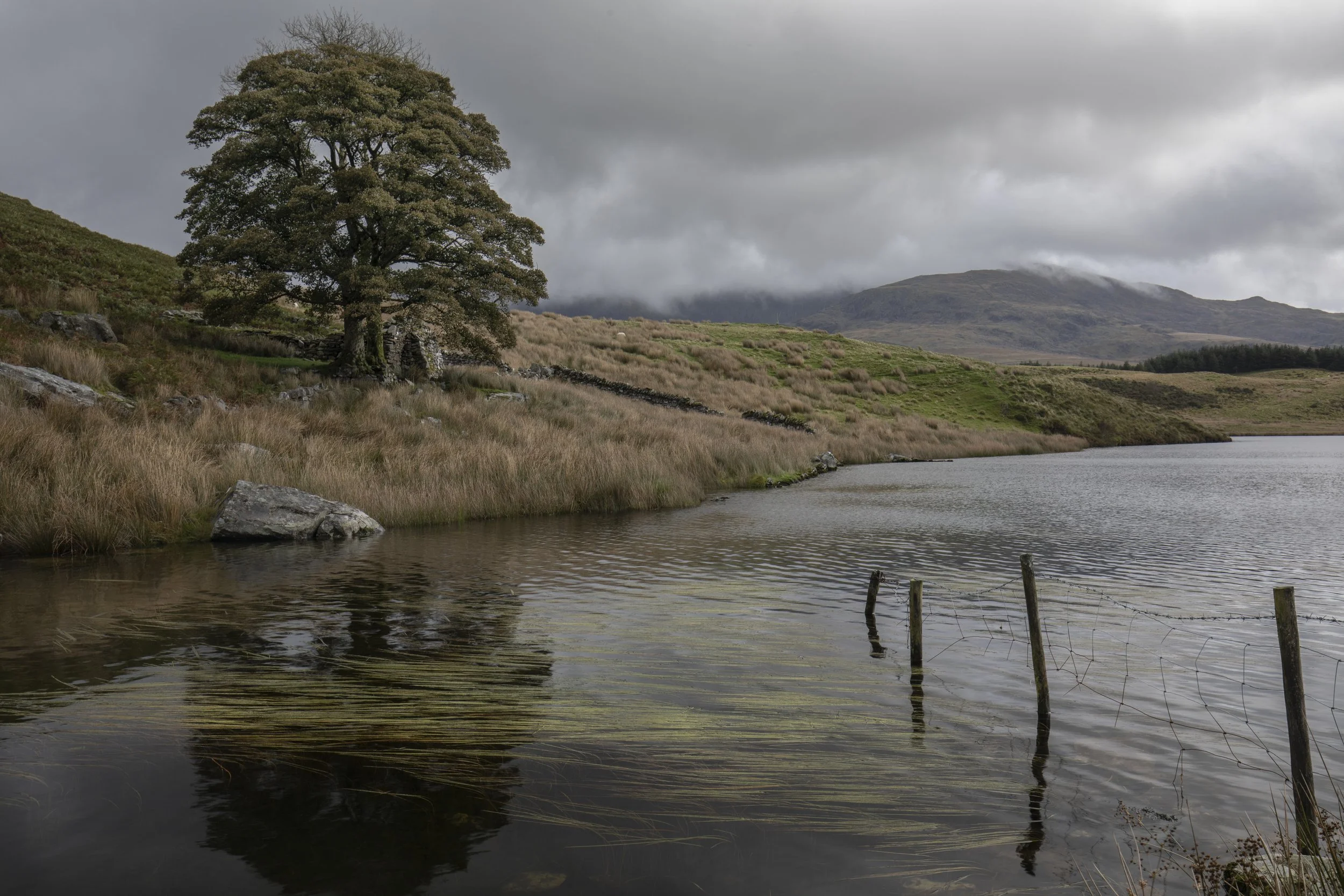 Scenic landscape with a large tree near a body of water, rolling hills in the background, and cloudy sky overhead. Llyn Diwarchen, Snowdonia, North Wales.