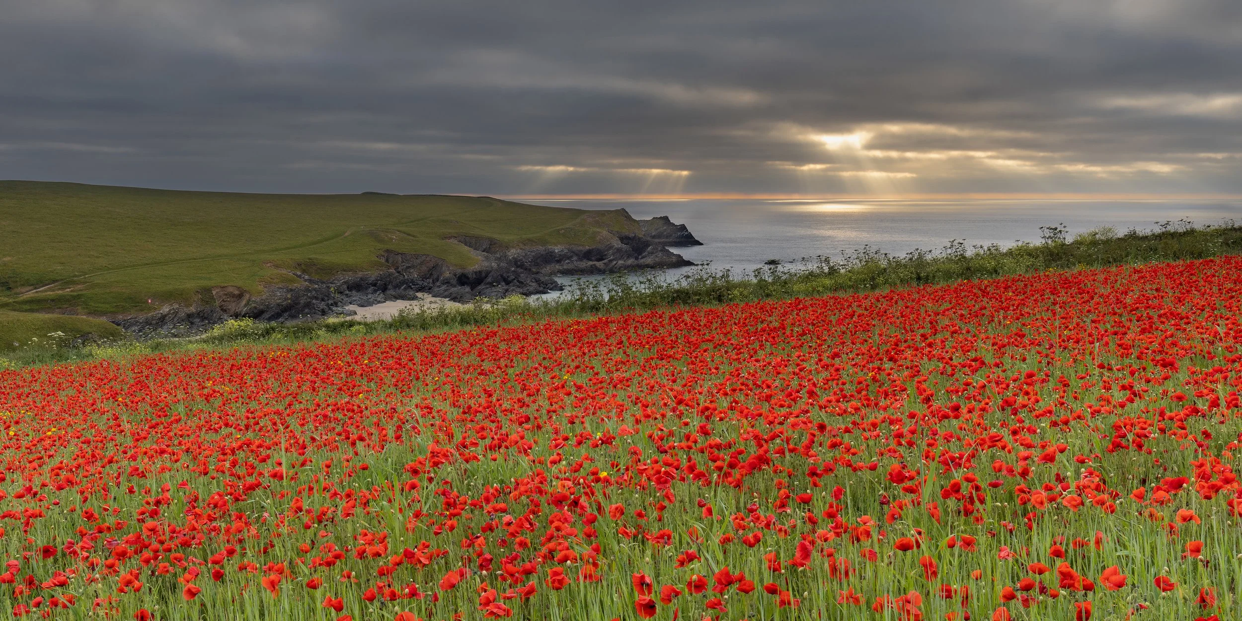 A field of red poppies at Polly Joke, North Cornwall, in front of green hills and a coastline under a cloudy sky with rays of sunlight breaking through.