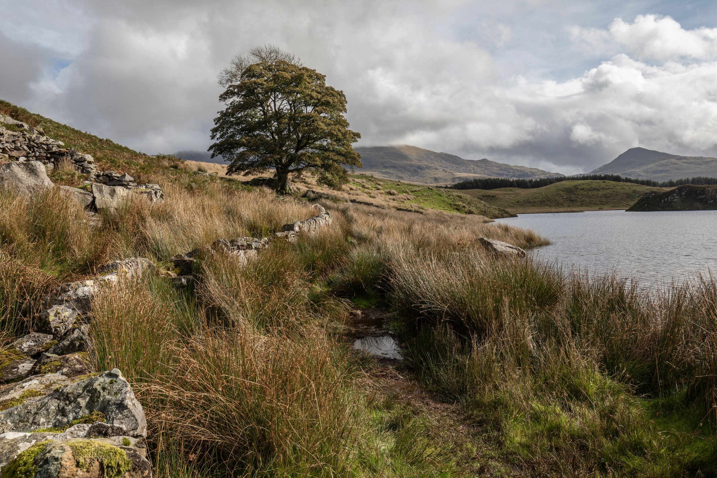 A scenic landscape of a lake surrounded by grassy hills with a large tree in the foreground, mountains in the background, and a cloudy sky above.  Llyn Diwarchen, Snowdonia, North Wales.