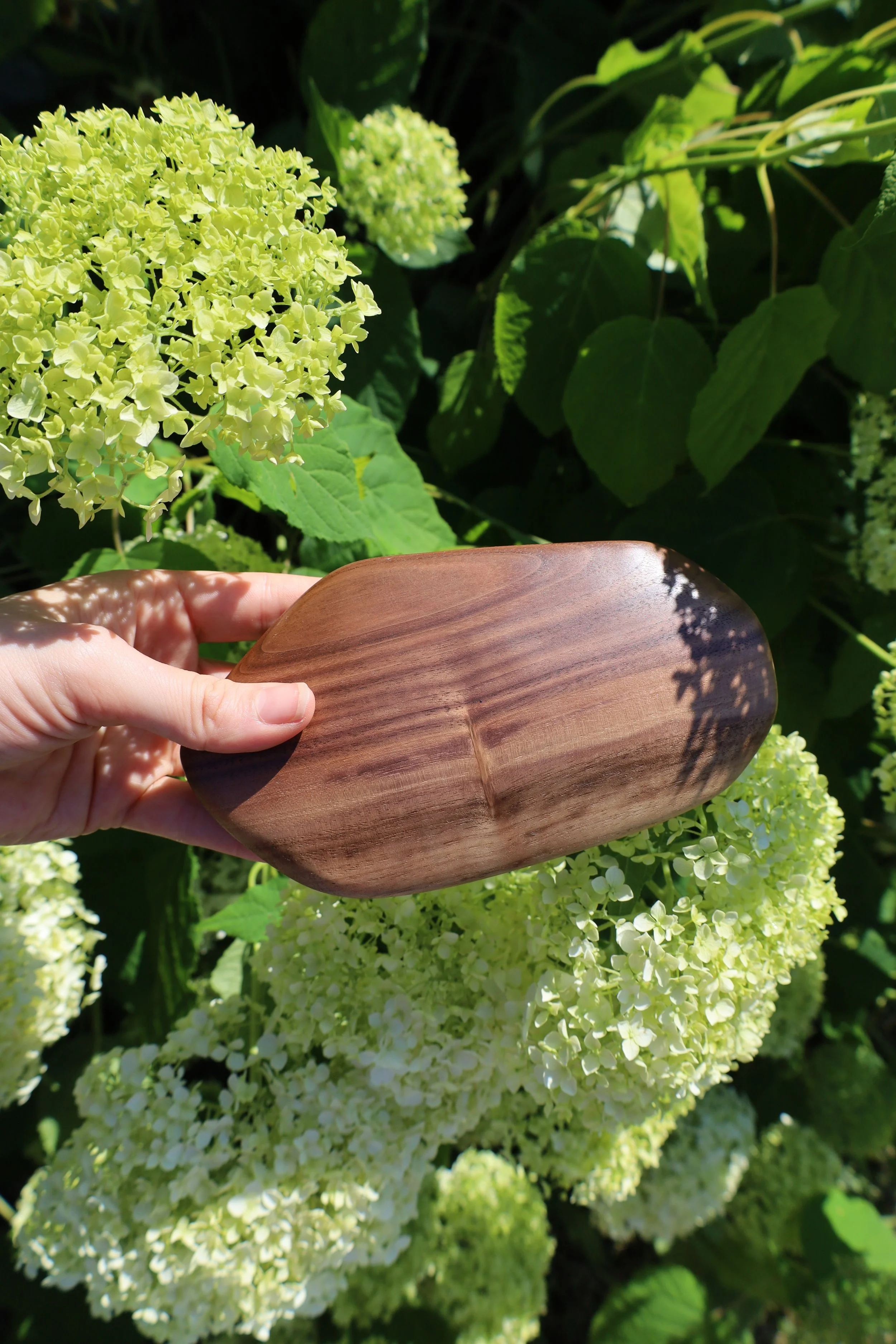 Main dans une main tenant une spatule en bois sur fond de grosses grappes de fleurs d'hydrangée blanches et de grandes feuilles vertes.