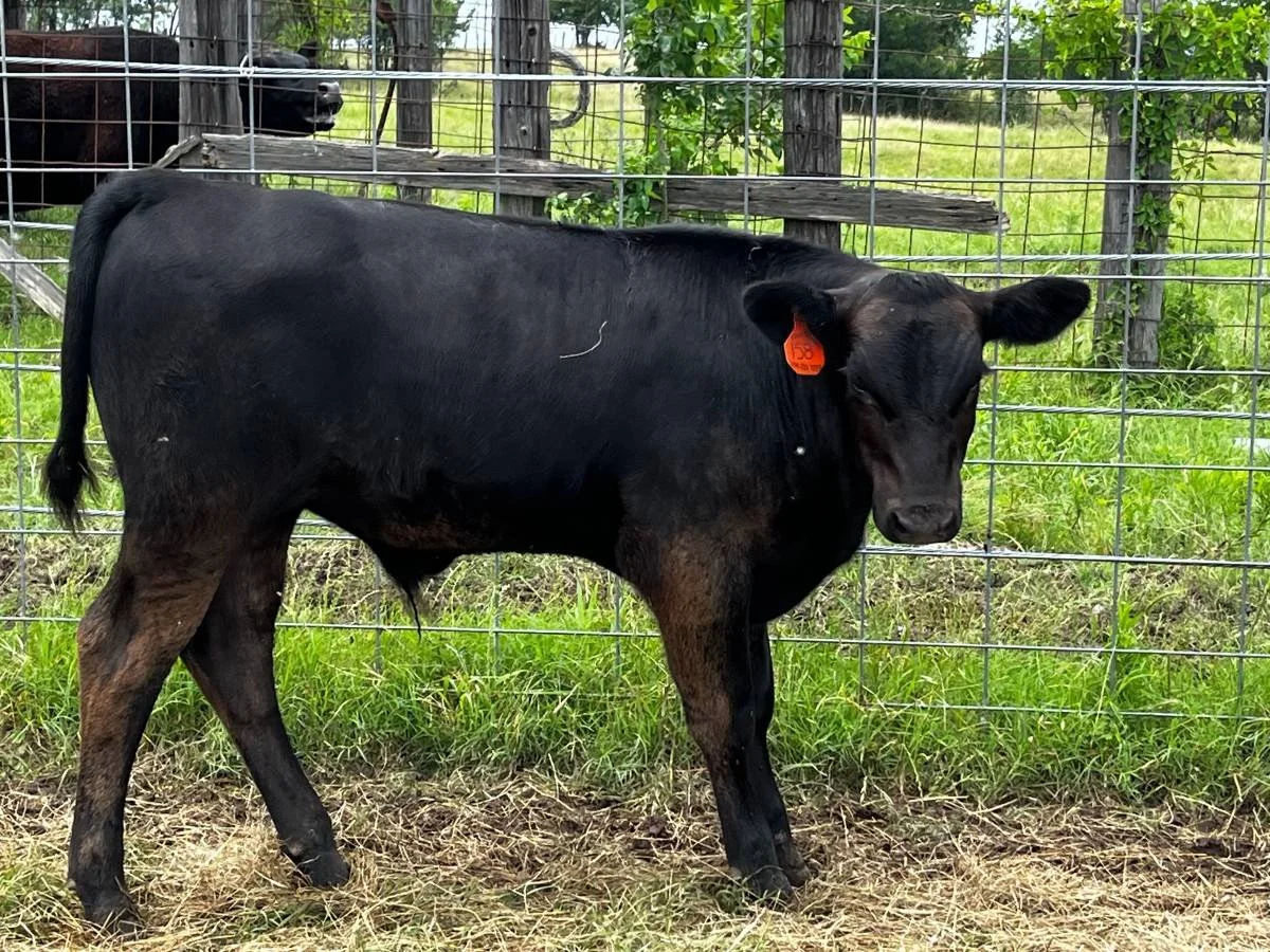 #158 Angus Bull Calf