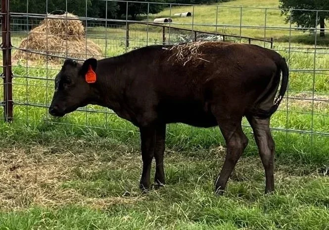 #150 Wagyu/Angus Heifer