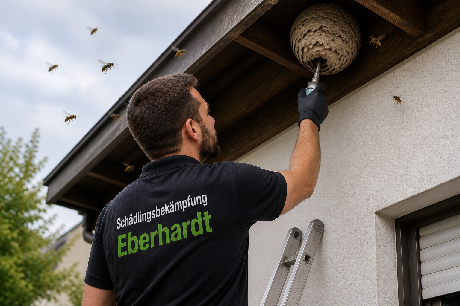 Wespennestentfernung durch Schädlingsbekämpfung Eberhardt