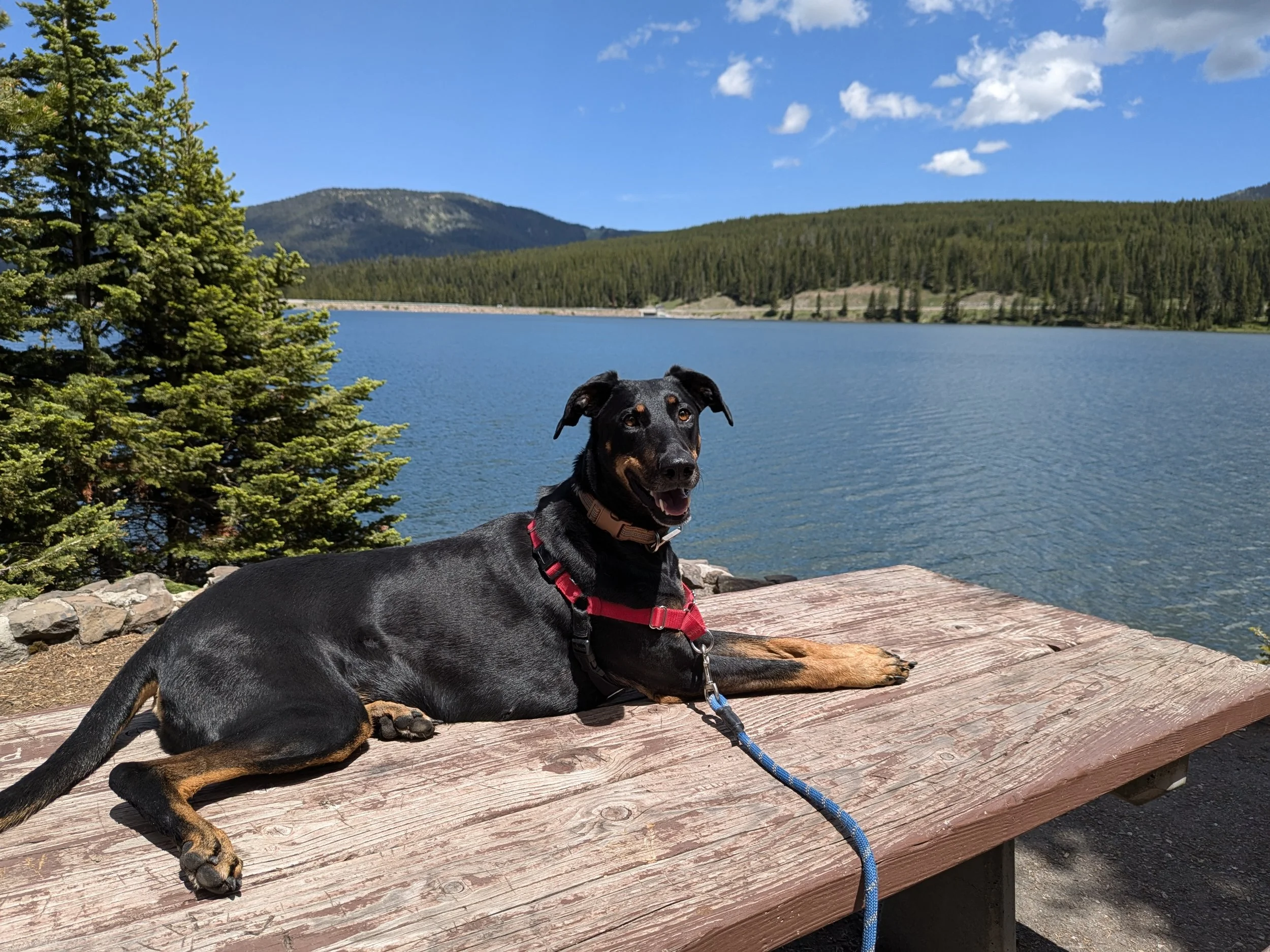 Dog laying on wood at a lake