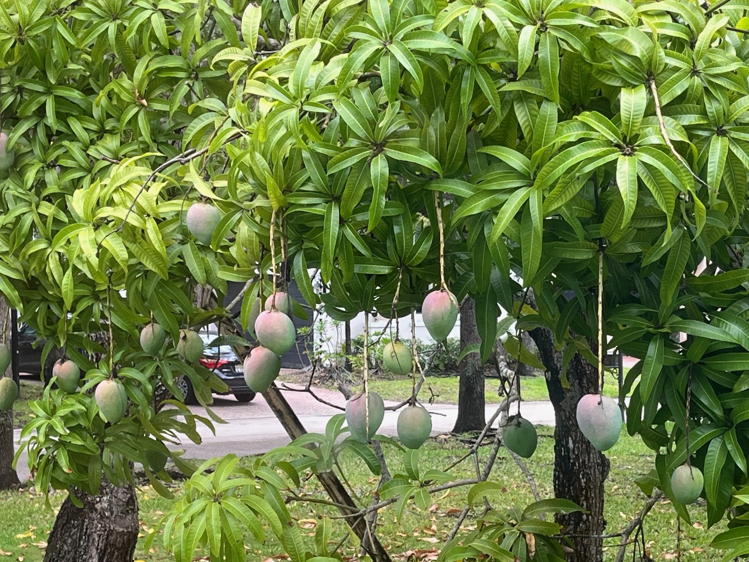 Freely pick from dozens of fruiting trees