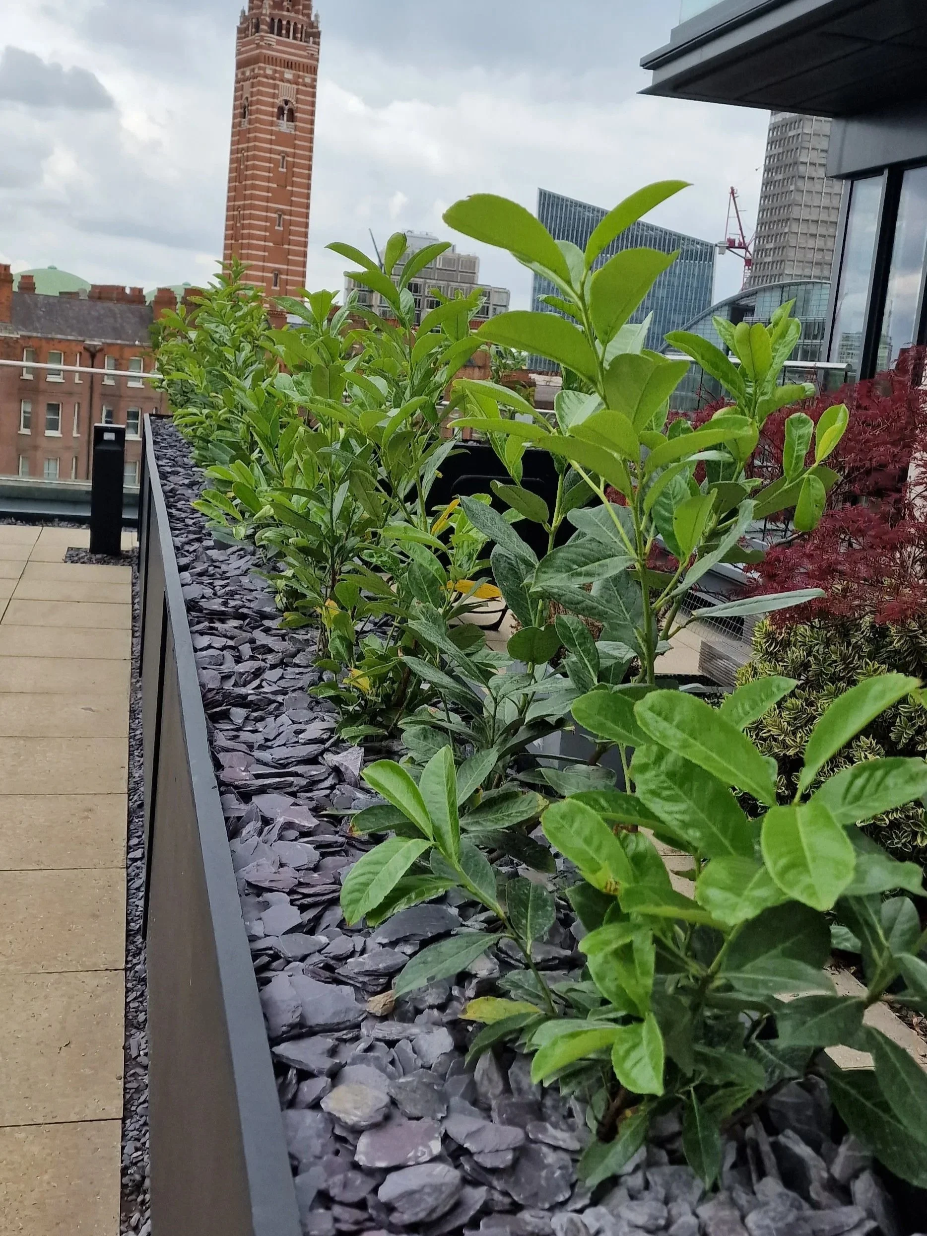 Decking - Central London.jpg