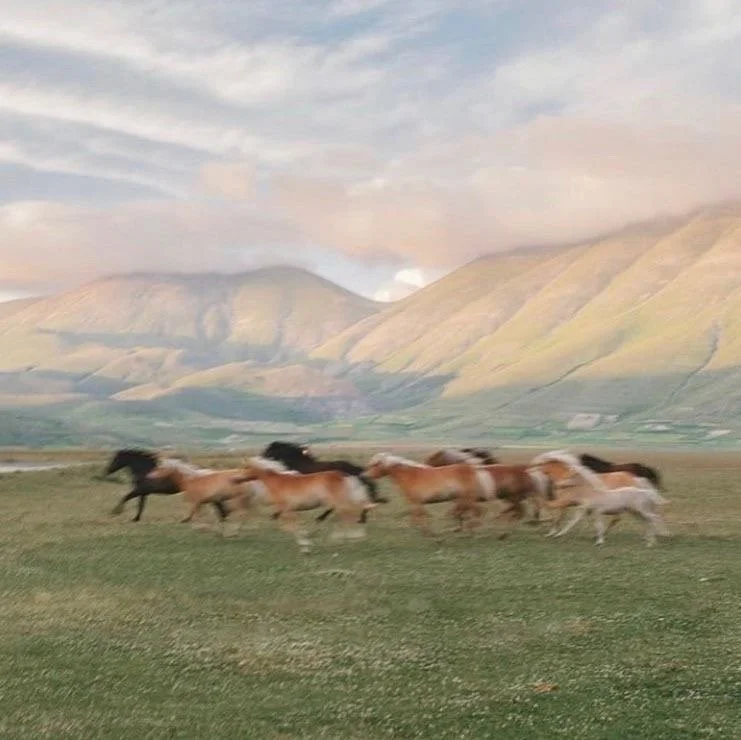 wild, free horses running across a grassy field with mountains in the background