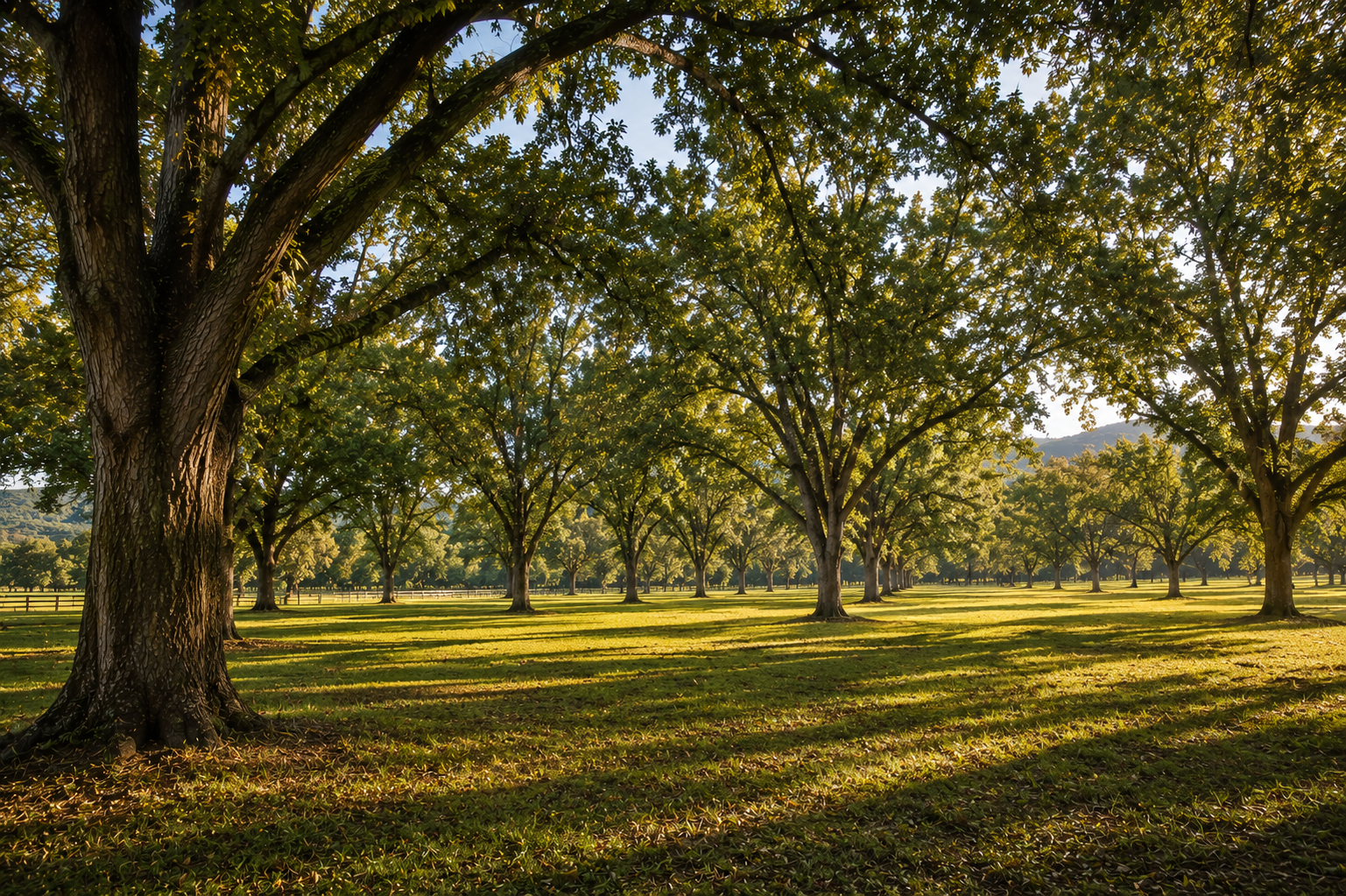 Heritage grove of mature trees representing patience, growth, and generational legacy.