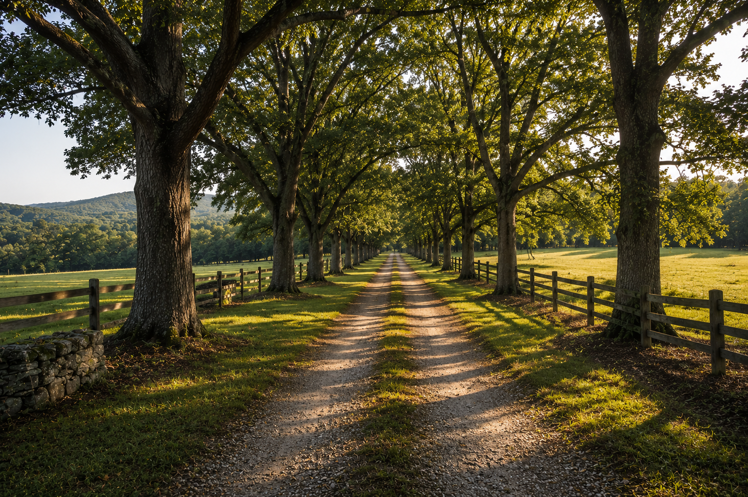 Tree-lined county lane in Upstate South Carolina reflecting the journey and traditions behind Heritage Schnauzers.