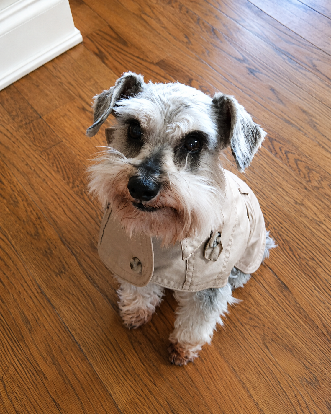 Winston, the Miniature Schnauzer who inspired the beginning of Heritage Schnauzers.