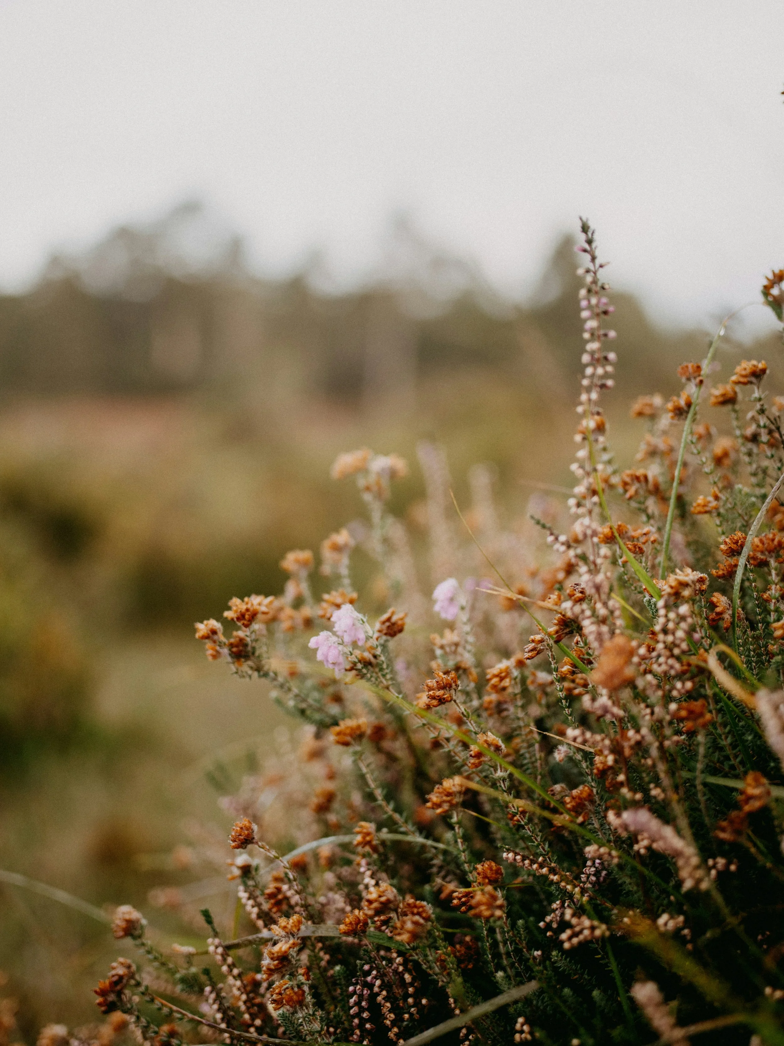 Close-up of dry, brown and purple wildflowers and plants in a field.