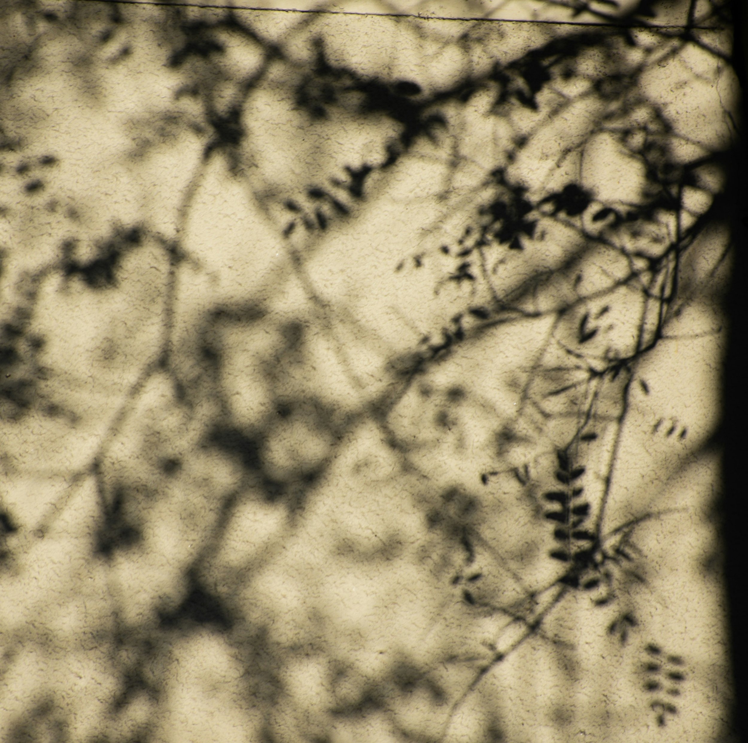 Shadowy branches cast dark shadows on a textured cream-colored wall.