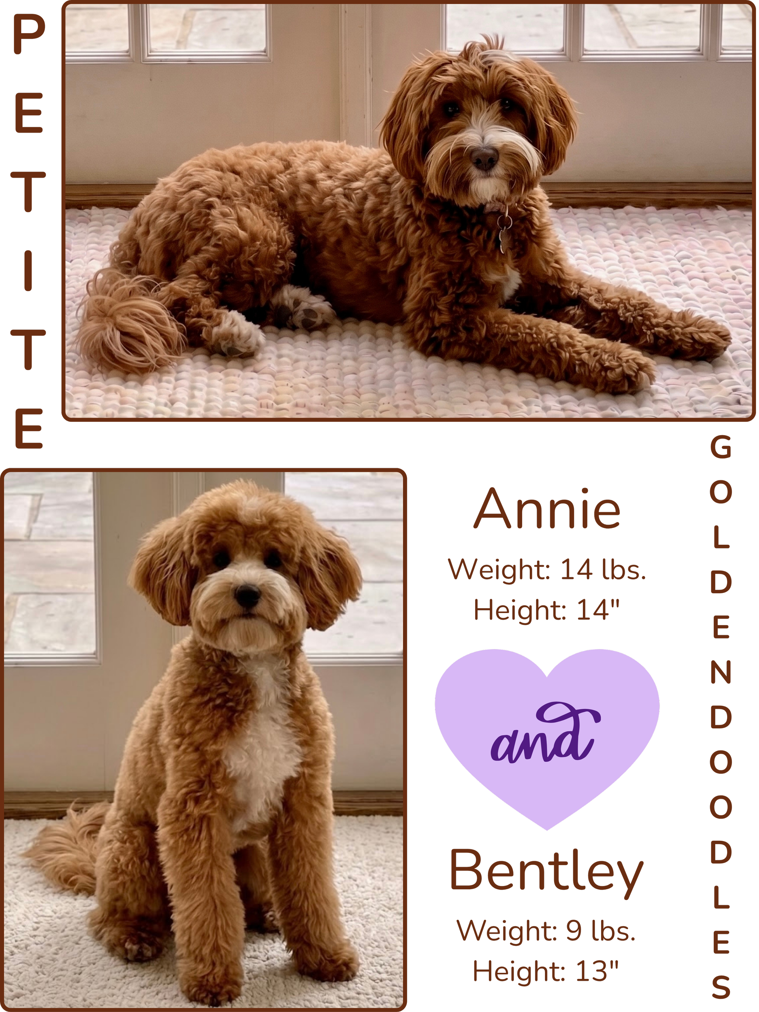 A curly-haired puppy with a tan coat sitting on a white textured rug in front of a glass door. The puppy has a white chest, tan paws, and a fluffy tail.