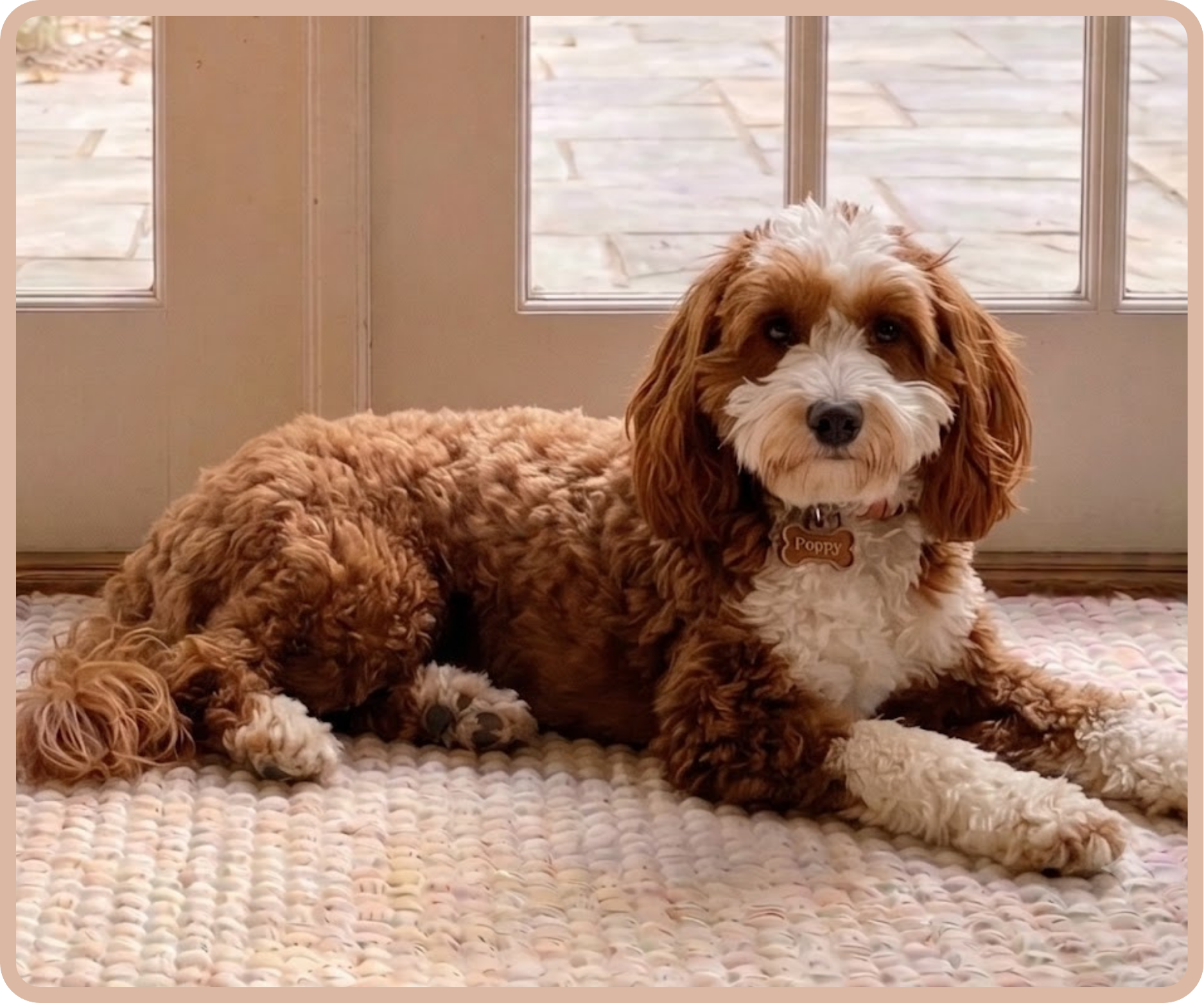 A cute brown and white curly-haired dog laying on a woven rug in front of glass double doors. The dog has a name tag that says "Poppy".