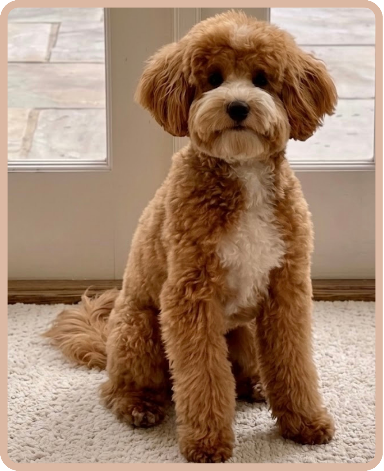 A fluffy apricot and white Goldendoodle  sitting on a beige carpet near a glass door with an outdoor view.