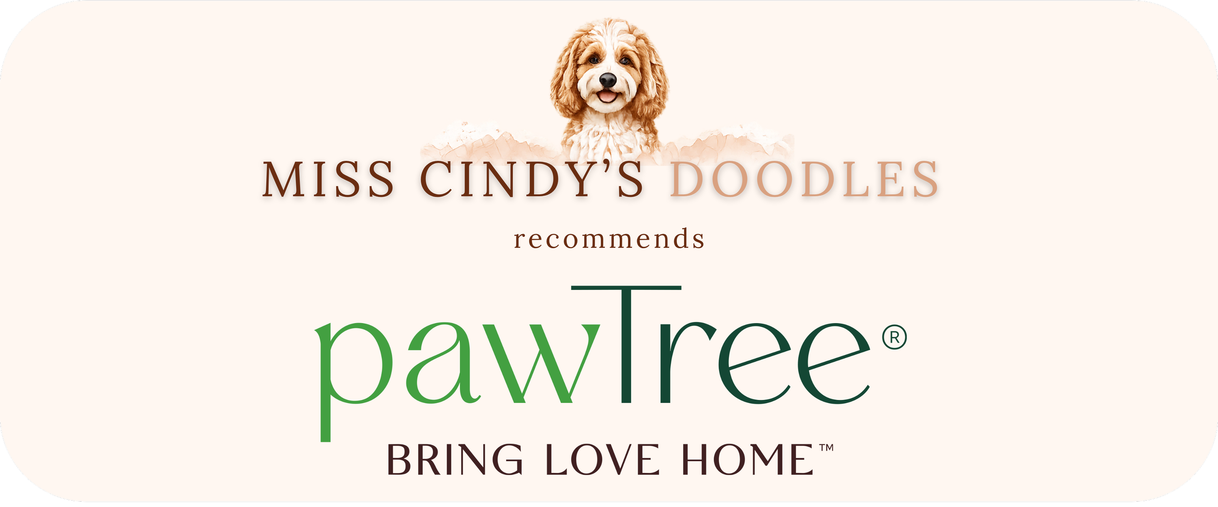 Logo for Miss Cindy's Doodles featuring a smiling dog with curly fur and the PawTree brand logo, with text indicating recommendations for bringing love home.
