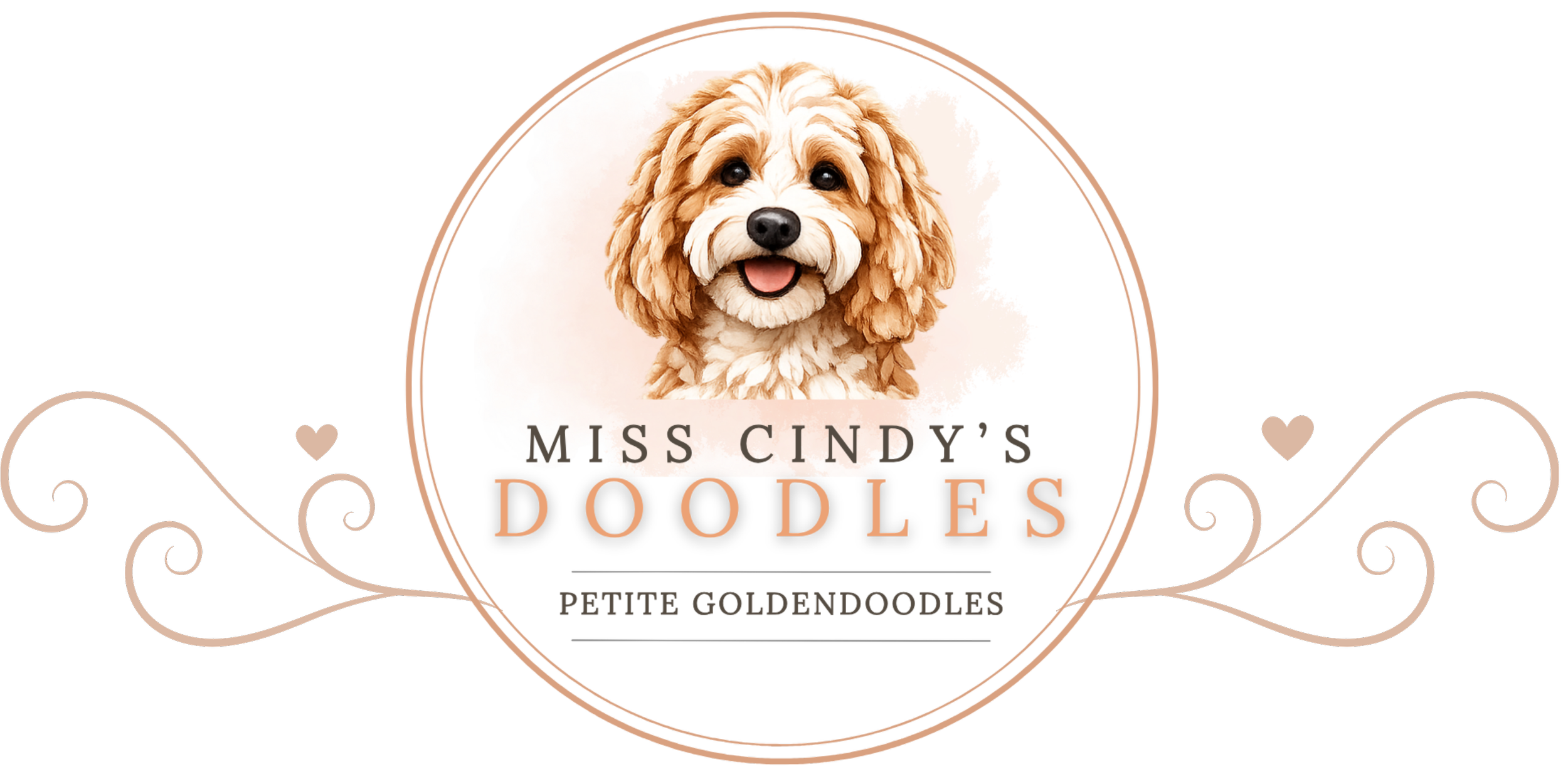 Logo for Miss Cindy's Doodles featuring a cute golden doodle dog in a circular frame with decorative hearts and swirls, text reading 'Petite Goldendoodles'.