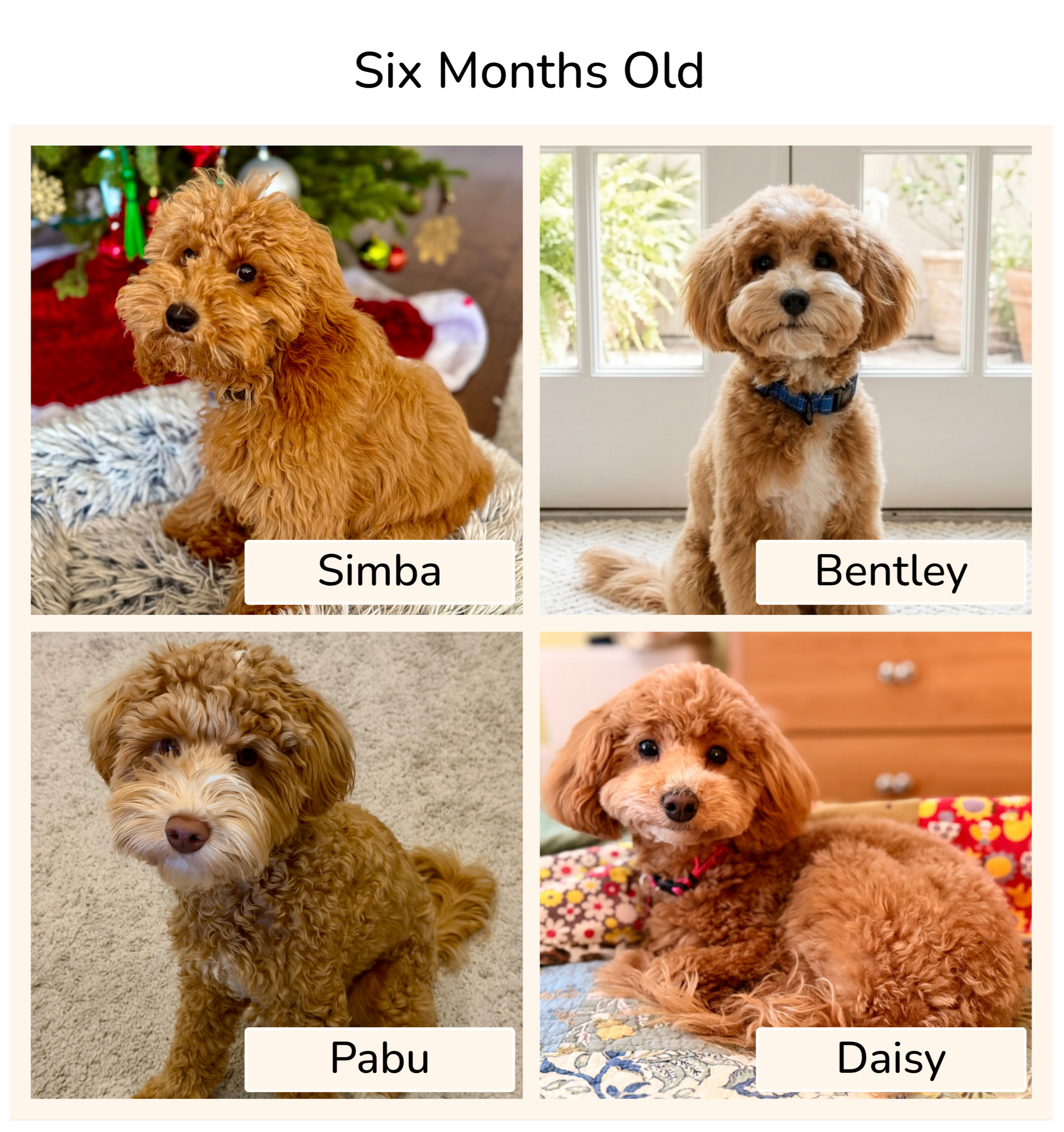 Two puppies, one named Pabu, sitting on a carpeted floor indoors. The other named Daisy, sitting on a floral blanket in front of a window with a garden view.