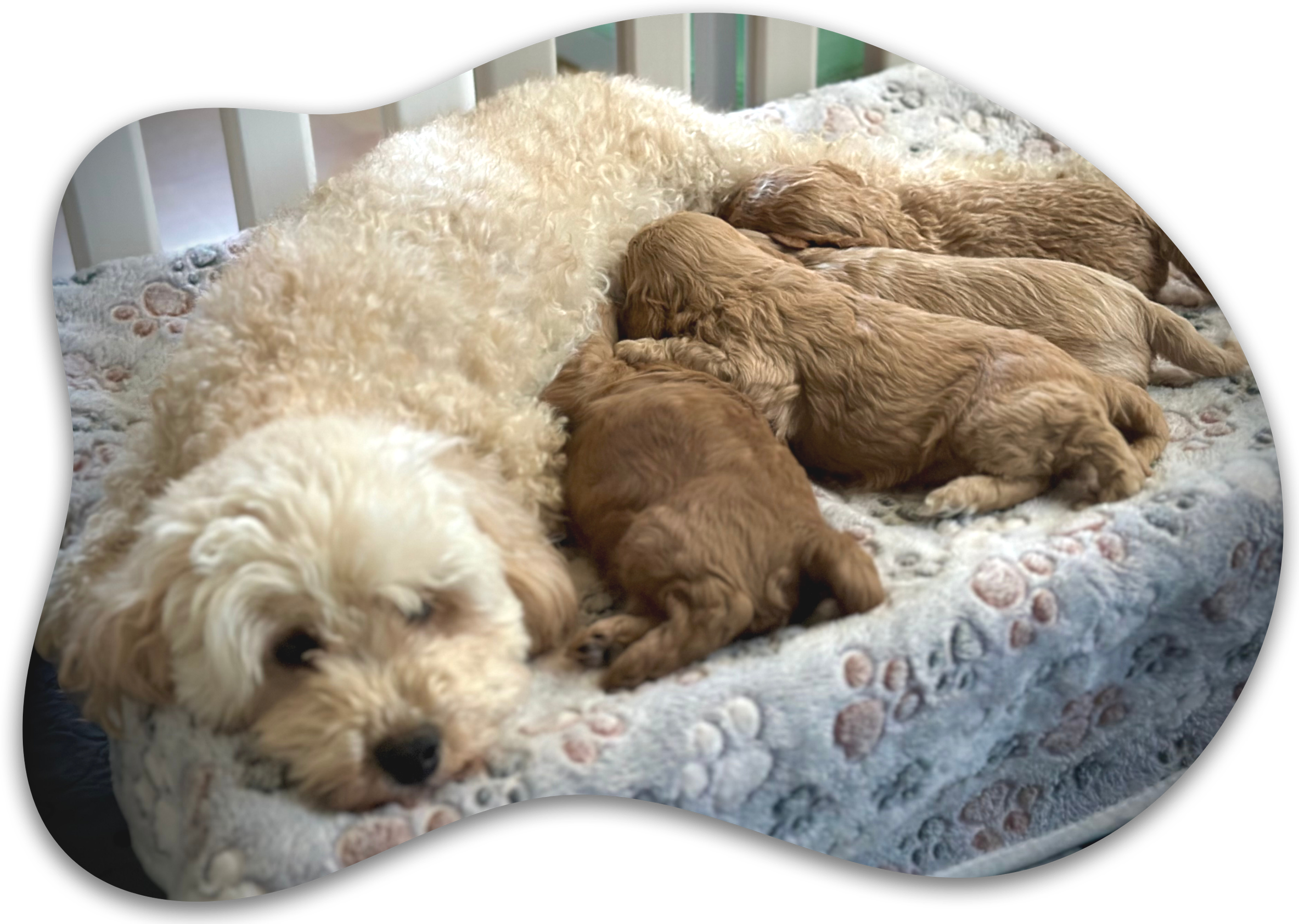 A fluffy white adult dog and several small brown puppies resting together on a soft, patterned rug inside a fenced area.