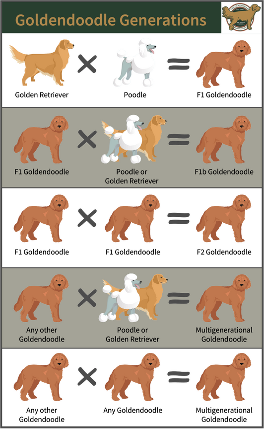 Diagram titled "Goldendoodle Generations" showing dog breeding patterns with photos of Golden Retrievers and Poodles mixed to produce F1, F1b, F2, and multigenerational Goldendoodles.