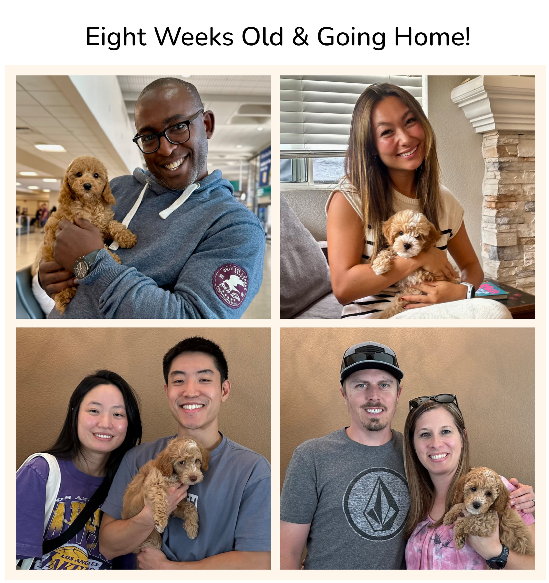 Four people, two men and two women, each holding a small poodle puppy, smiling in different indoor settings.