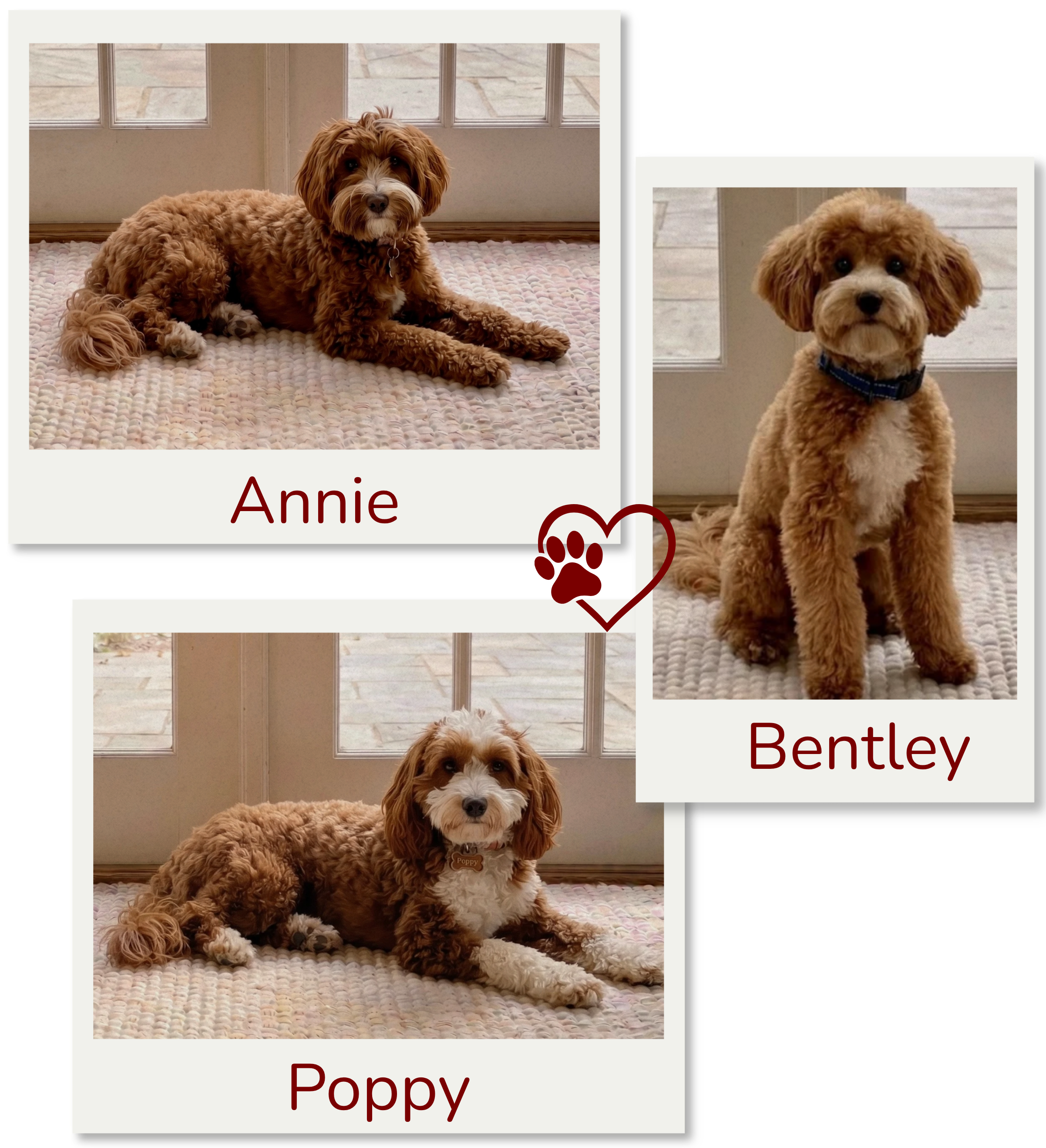 Two adorable puppies are sitting on a pink and white quilt in front of glass doors. One puppy is lying down and has a curly, tan, and white coat with a pink collar. The other puppy is sitting upright and has a similar coat with a blue collar. There are labels with their names, Annie and Bentley, partially overlapping the image.