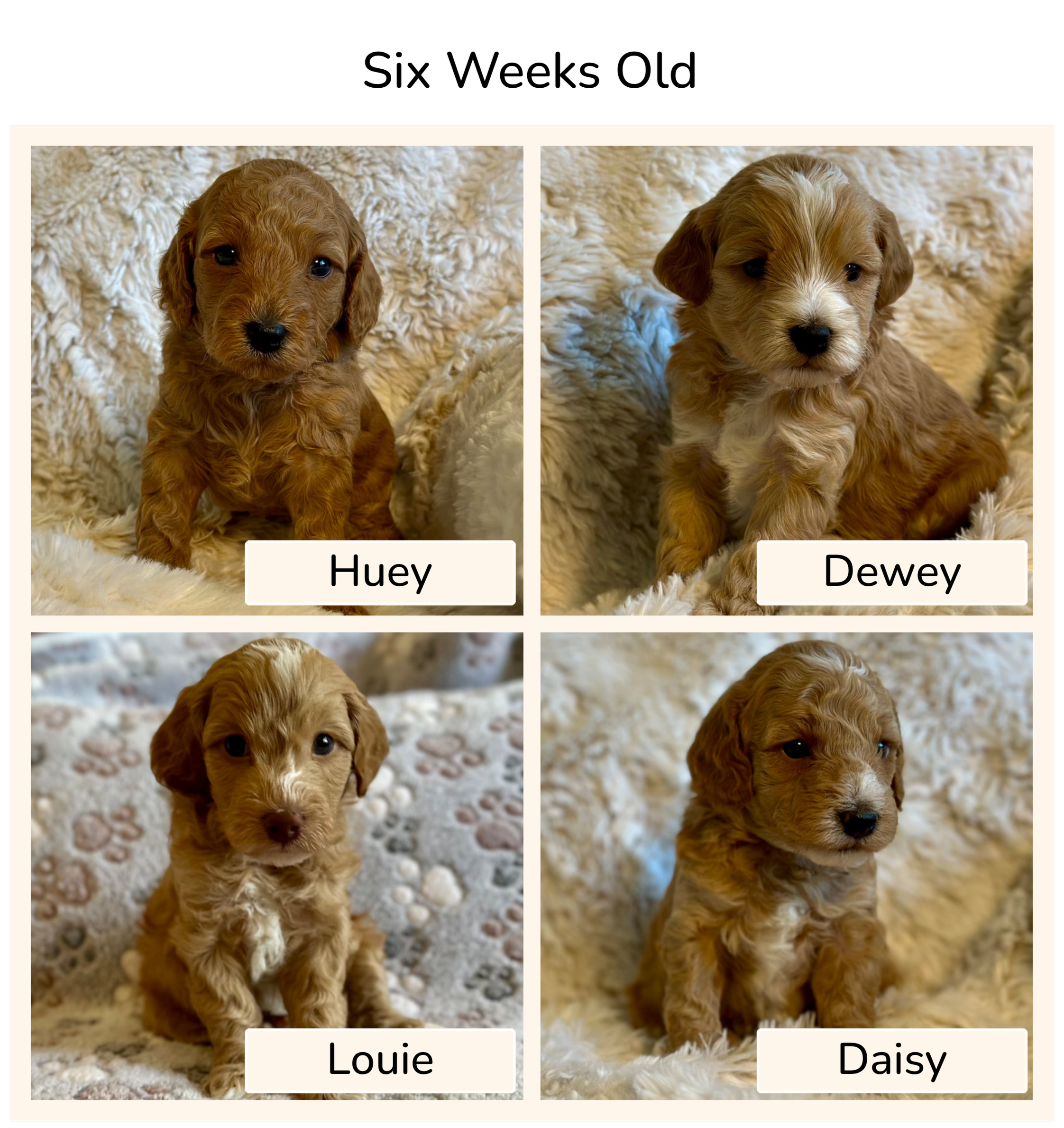 Four adorable puppies sitting on a soft, fuzzy blanket. Two of the puppies are labeled Huey and Dewey, with Huey being a light brown with floppy ears and Dewey having a darker coat with a white stripe on its face. The other two puppies are labeled Louie and Daisy, with Louie being a golden curly-haired puppy and Daisy having a light brown, curly coat.