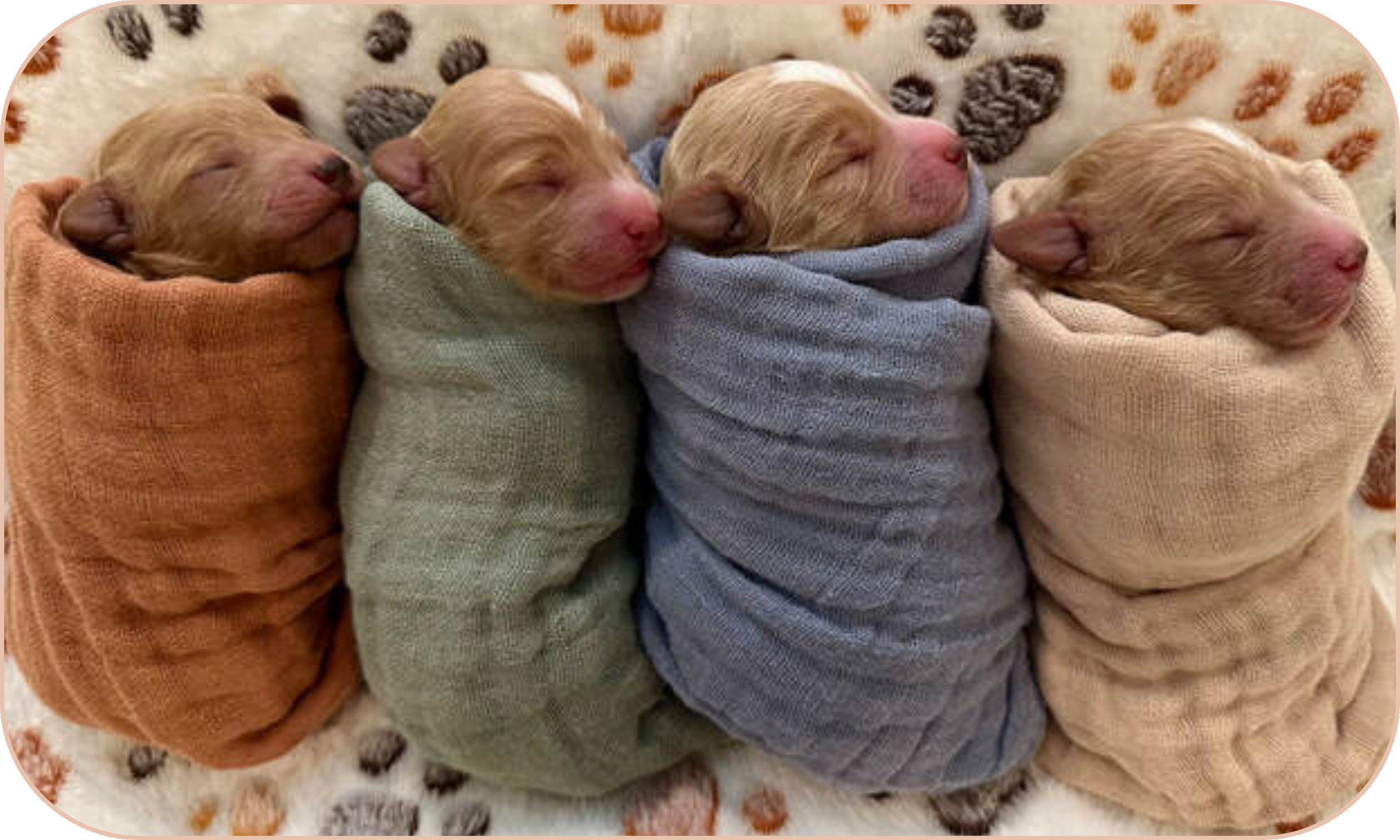 Four newborn puppies wrapped in colorful blankets, resting on a spotted blanket.