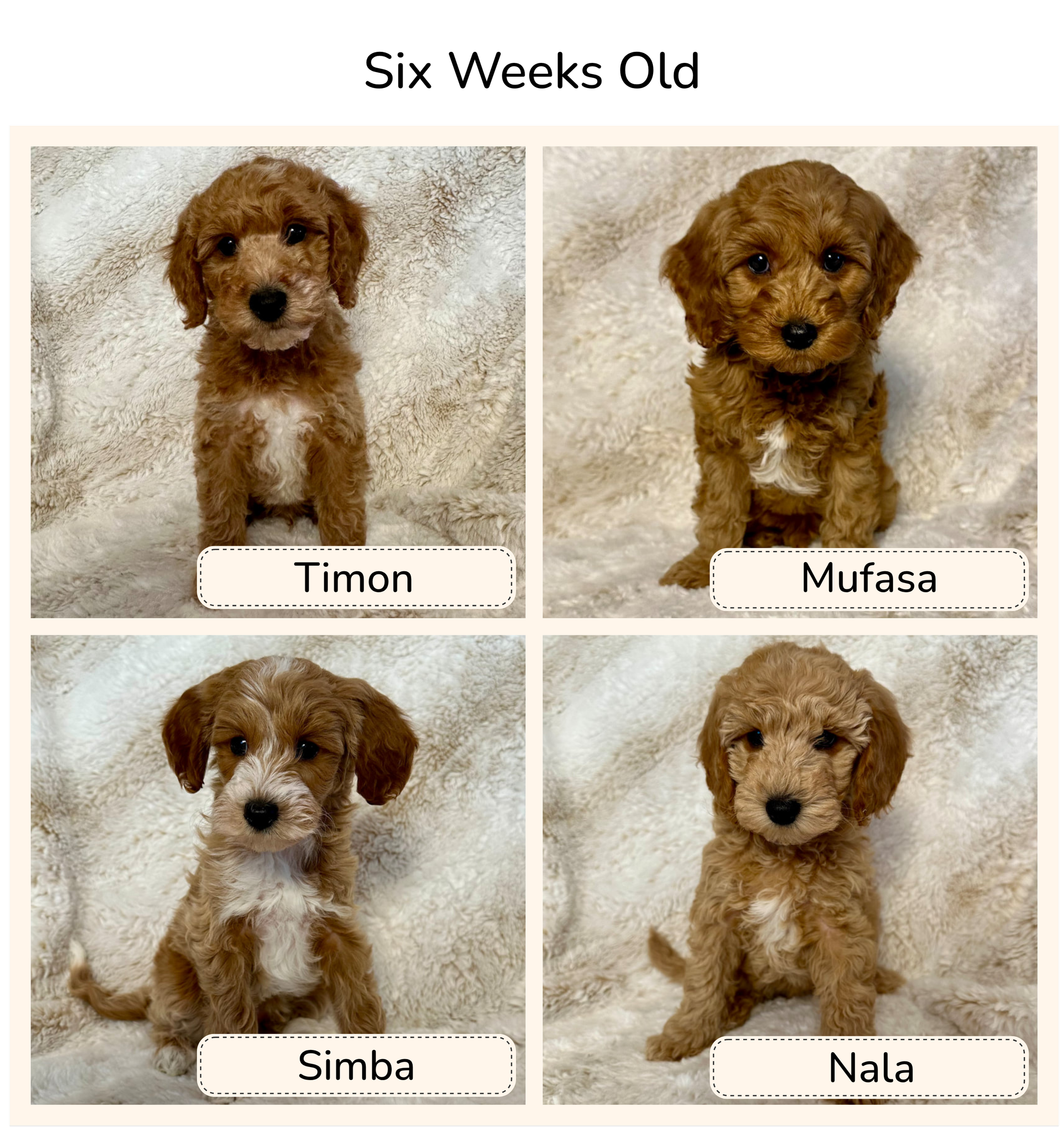Four adorable puppies, each with a name tag underneath. The first puppy on the top left is called Timon, a brown fluffy puppy with wavy fur, standing on a cozy cream-colored blanket. The second puppy on the top right is Mufasa, a similar brown fluffy puppy with darker eyes, sitting on the same blanket. The third puppy on the bottom left is Simba, a brown and white puppy with a white blaze on its forehead, sitting on the blanket. The fourth puppy on the bottom right is Nala, another brown fluffy puppy, sitting on the blanket.
