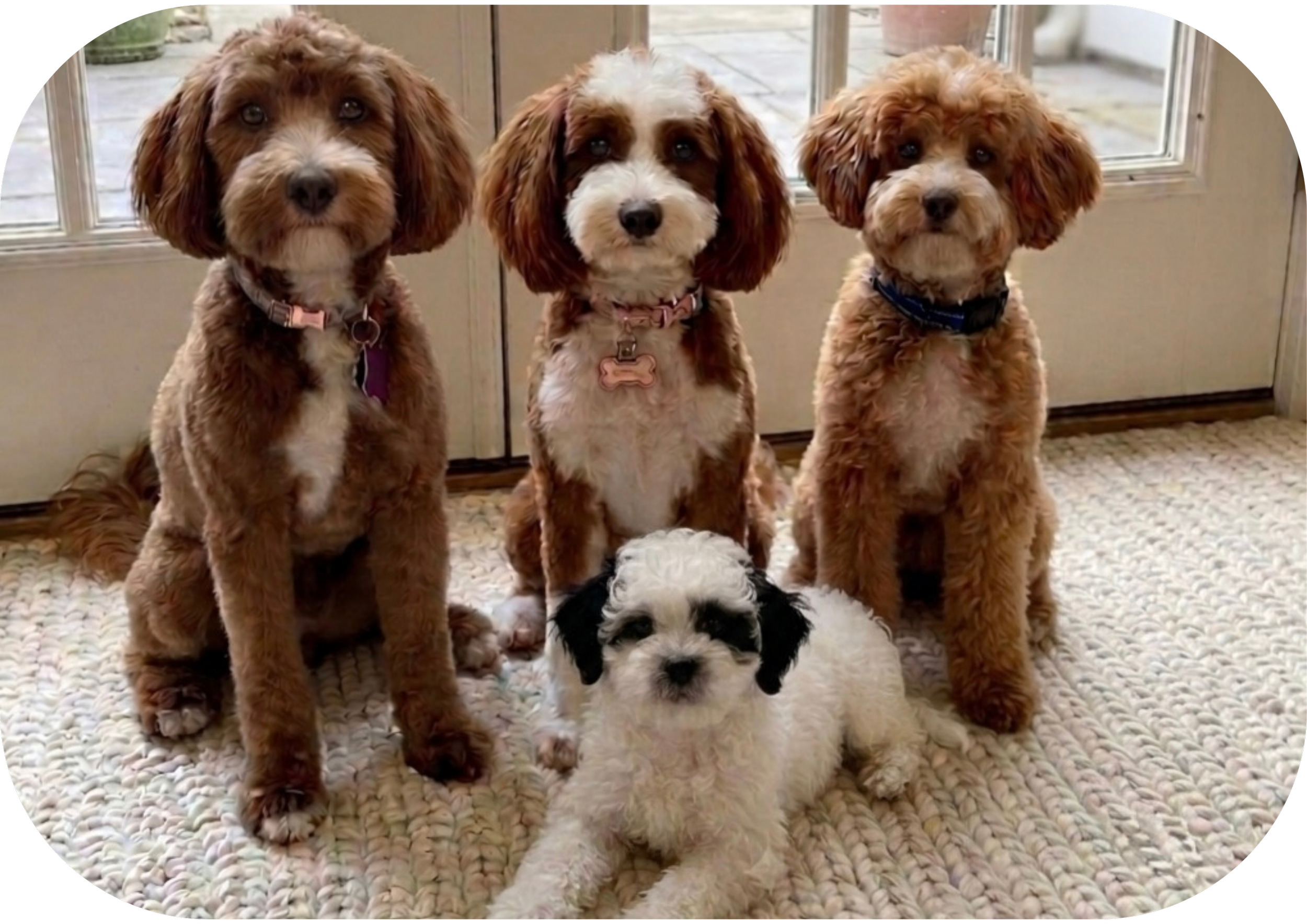 Petite Goldendoodles - Certified GANA™ Gold Level Health Testing