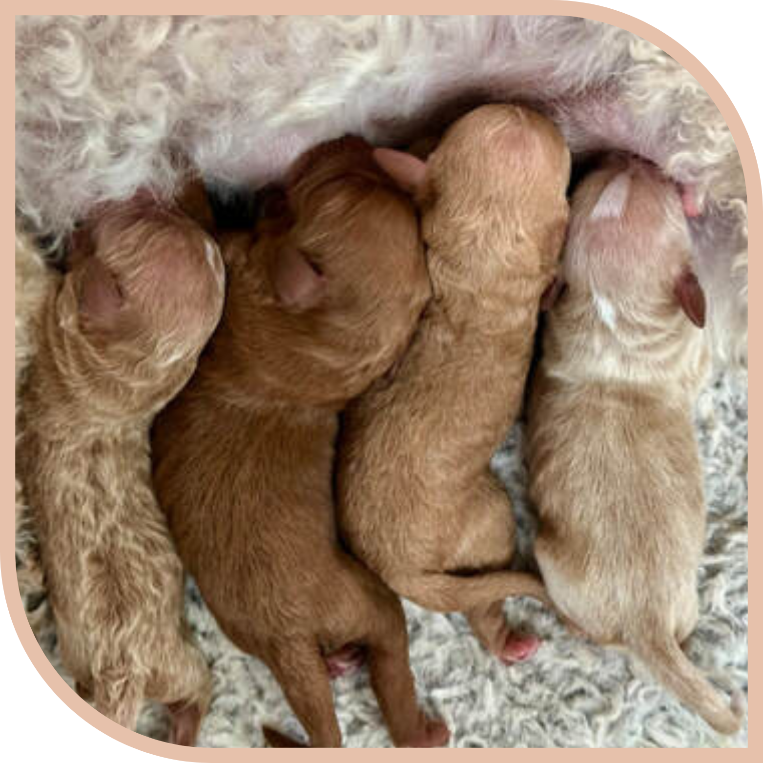 Four newborn puppies for a litter of puppies cuddled up together, nursing on their mother dog.