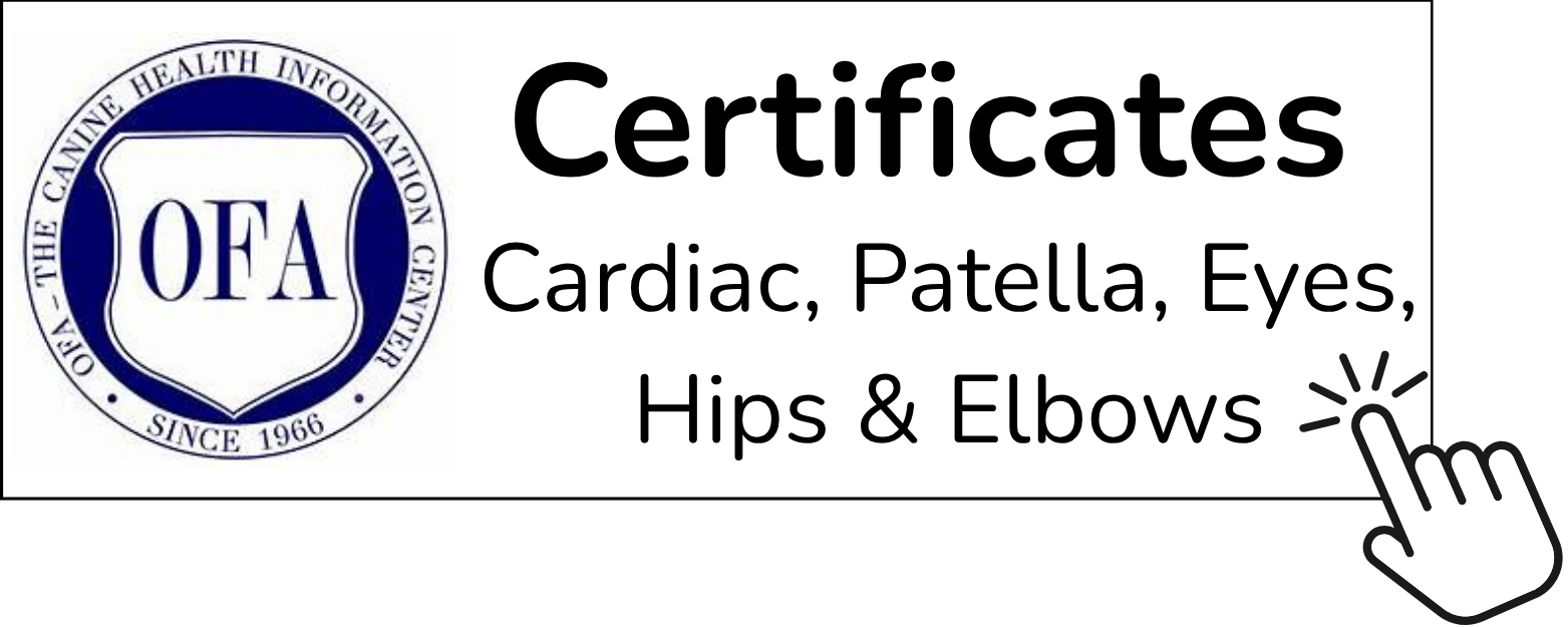 Certificate image for a medical certification organization with a logo on the left and text stating 'Certificates for Cardiac, Patella, Eyes, Hips & Elbows.' There is a cursor icon pointing to the right side of the image.
