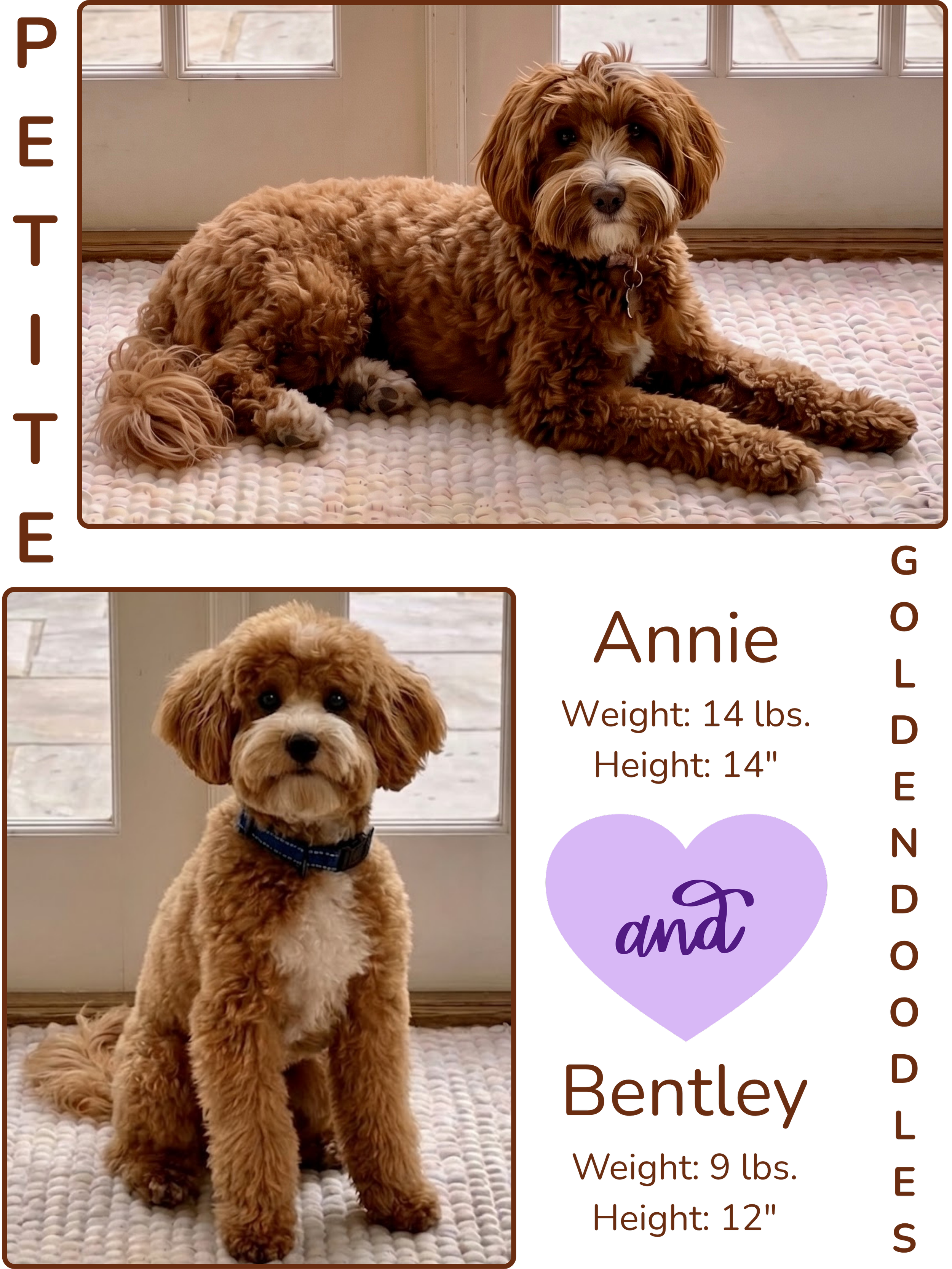 A fluffy, reddish-brown dog with white markings on its chest and face sitting on a textured white rug near a door with glass panels and natural light coming in.