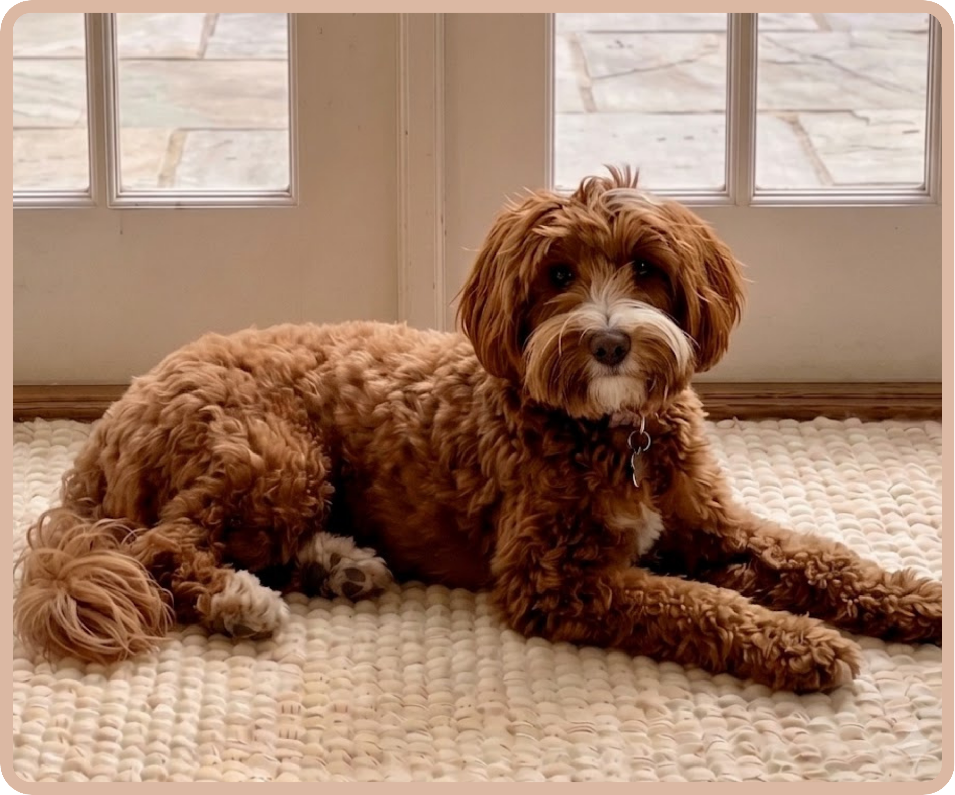 A cute brown and white fluffy dog lying on a textured cream rug in front of glass doors with white frames, some outdoor paving visible.