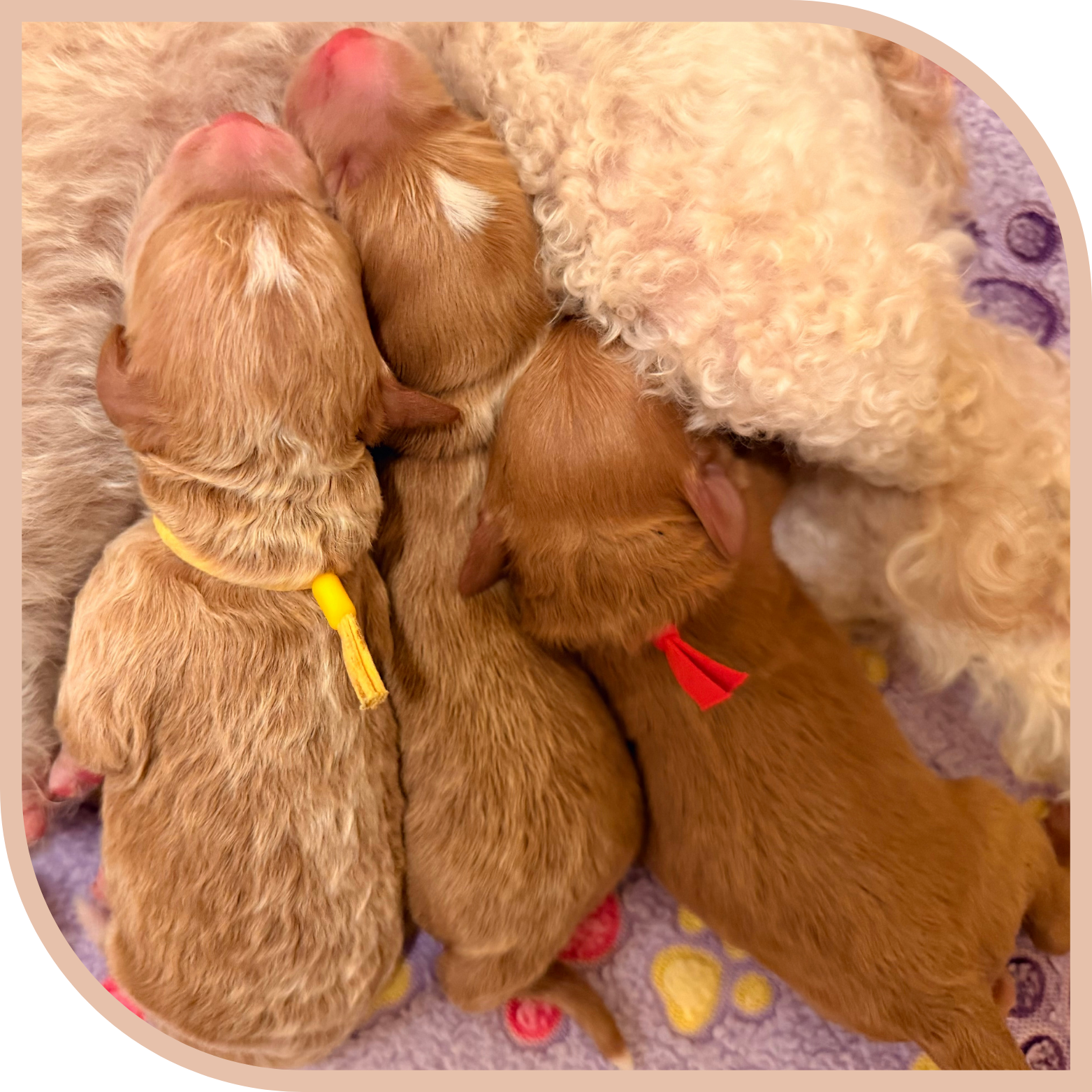 Four newborn puppies, two with yellow collars and two with red collars, snuggling close together on a purple blanket.