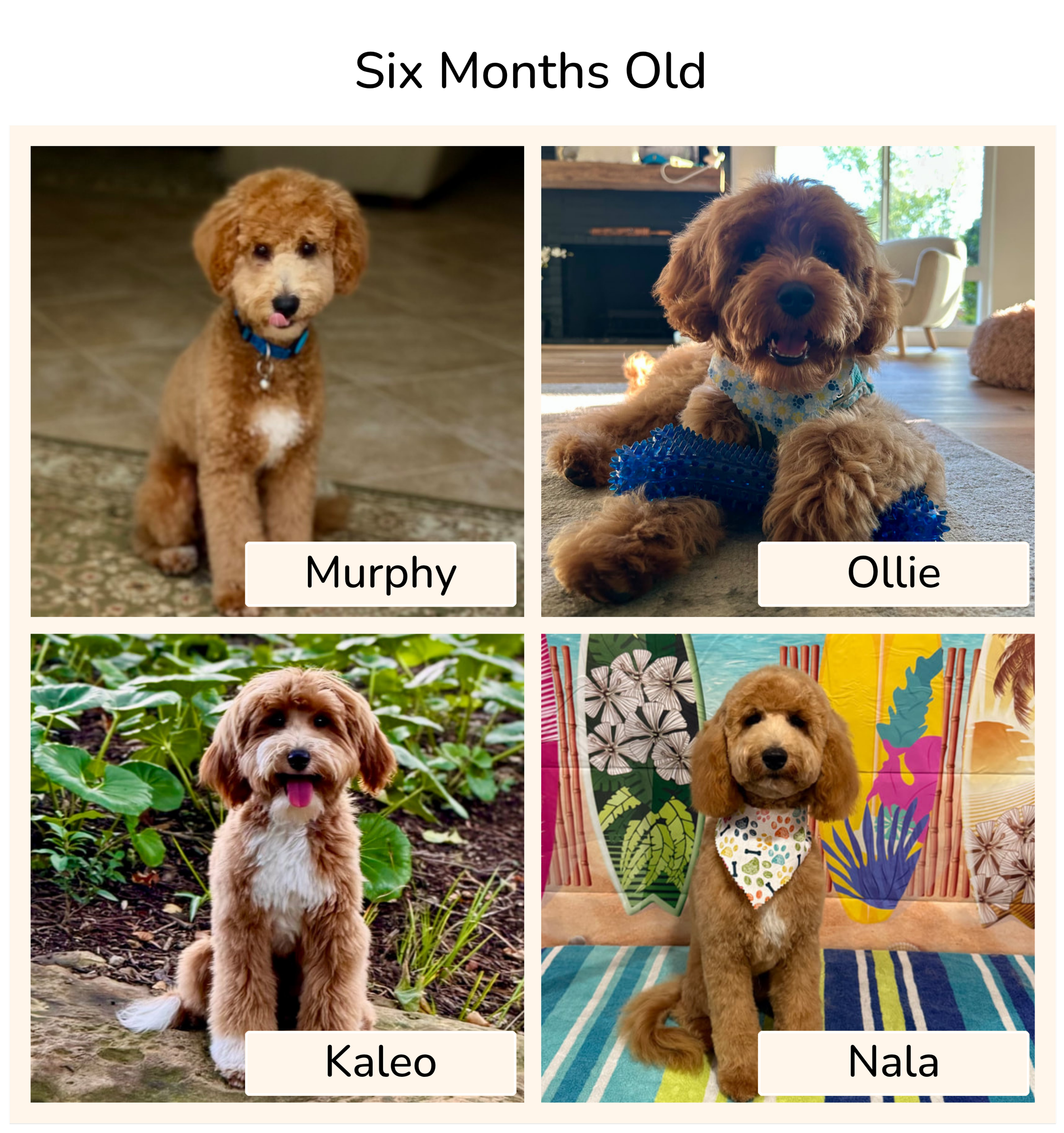 Photo of four adorable dogs, each with a different name label. The top left dog, named Murphy, is a small, curly-haired, tan and white dog with a pink tongue sticking out. The top right dog, named Ollie, is a fluffy, light brown dog with long ears, lying on a blue and white striped rug, wearing a blue bandana with a floral pattern and a blue textured chew toy. The bottom left dog, named Kaleo, is a medium-sized, fluffy dog with a mix of tan and white fur, sitting amid green plants outdoors, with a pink tongue out. The bottom right dog, named Nala, is a small, chestnut-colored dog with a fluffy coat, sitting by a colorful beach-themed background with a decorative wrap around its neck.
