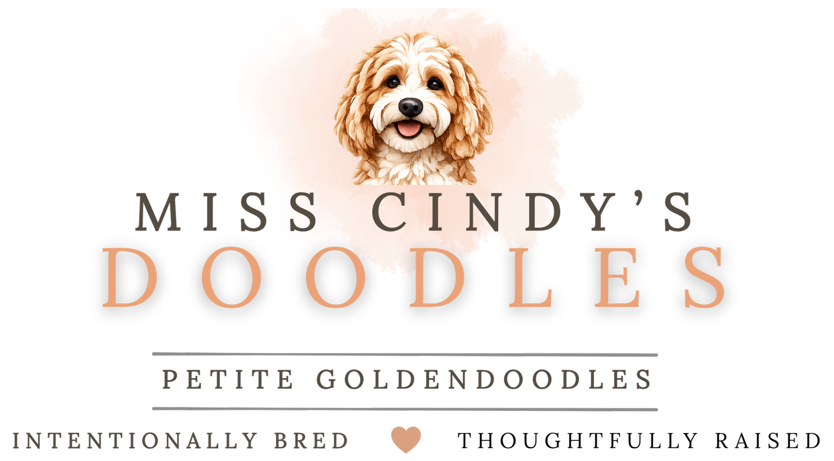 Logo for Miss Cindy's Doodles featuring a photo of a cute, smiling, little light brown and white poodle with a pink background. The logo includes the text "Miss Cindy's Doodles" and "Petite Goldendoodles" with a small heart icon and the phrase "Intentionally Bred."
