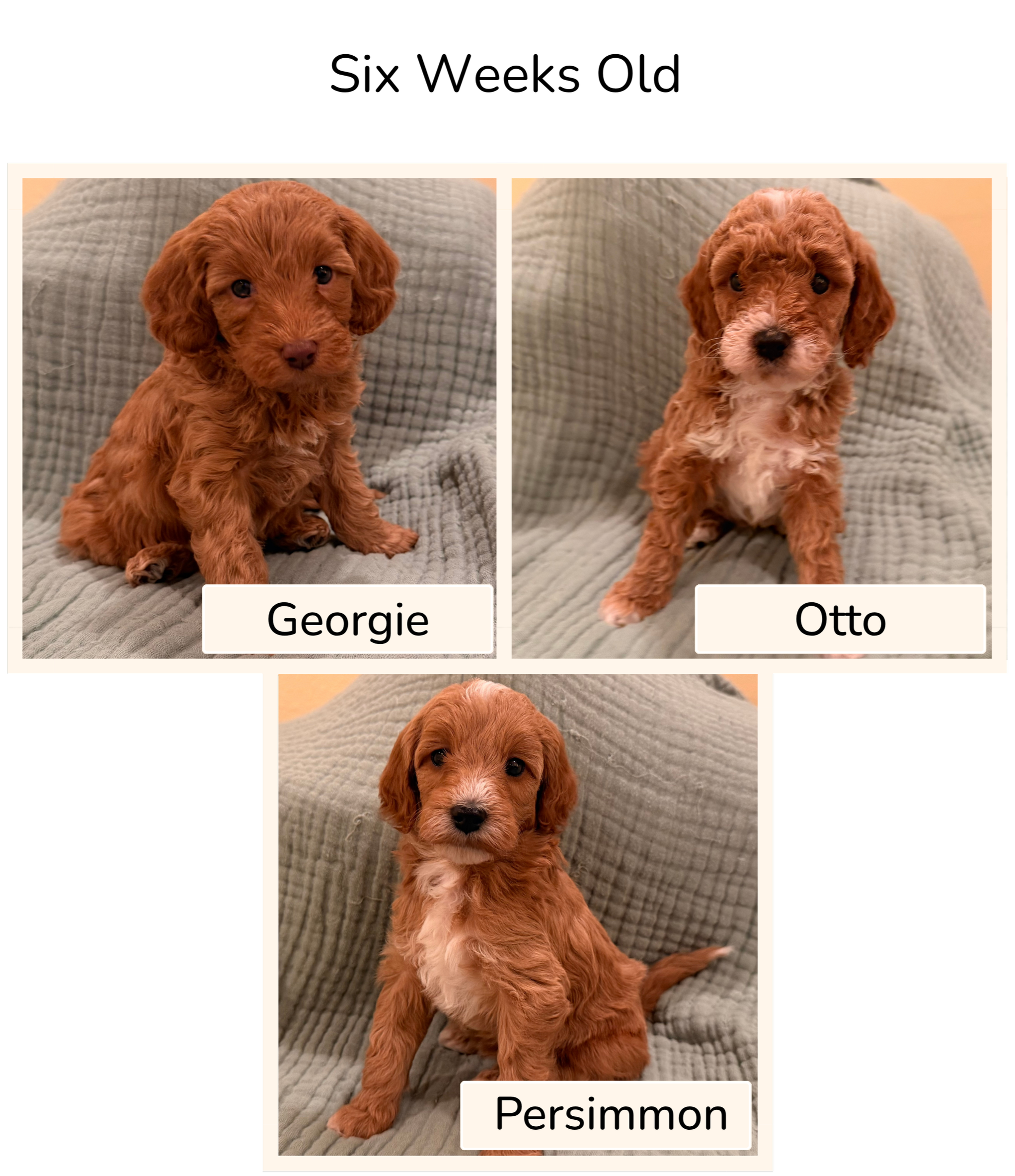 Three photos of goldendoodle puppies sitting on a textured gray blanket; the puppies name tags are "Georgie," "Otto," and "Persimmon," with the last photo showing Persimmon sitting and looking at the camera.