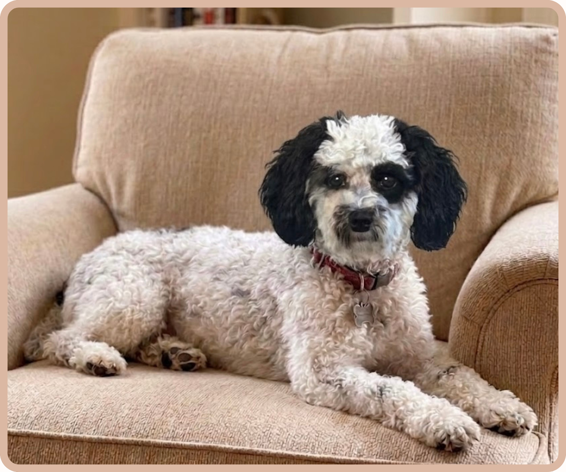 A black and white wavy-coated Goldendoodle with floppy ears resting on a beige couch, looking at the camera.