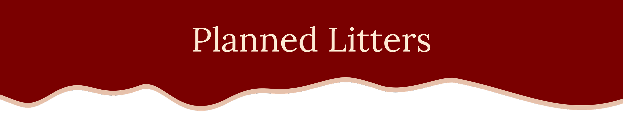 A presentation slide with a dark red background and wavy beige and black border at the bottom, titled 'Planned Litters' in large white font.