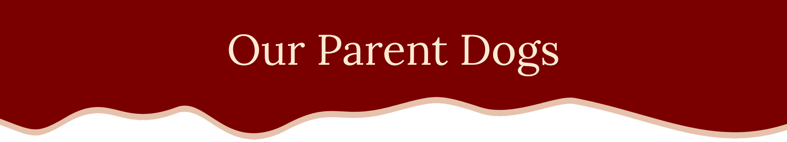 Section: Our Petite Goldendoodle Puppy Parents