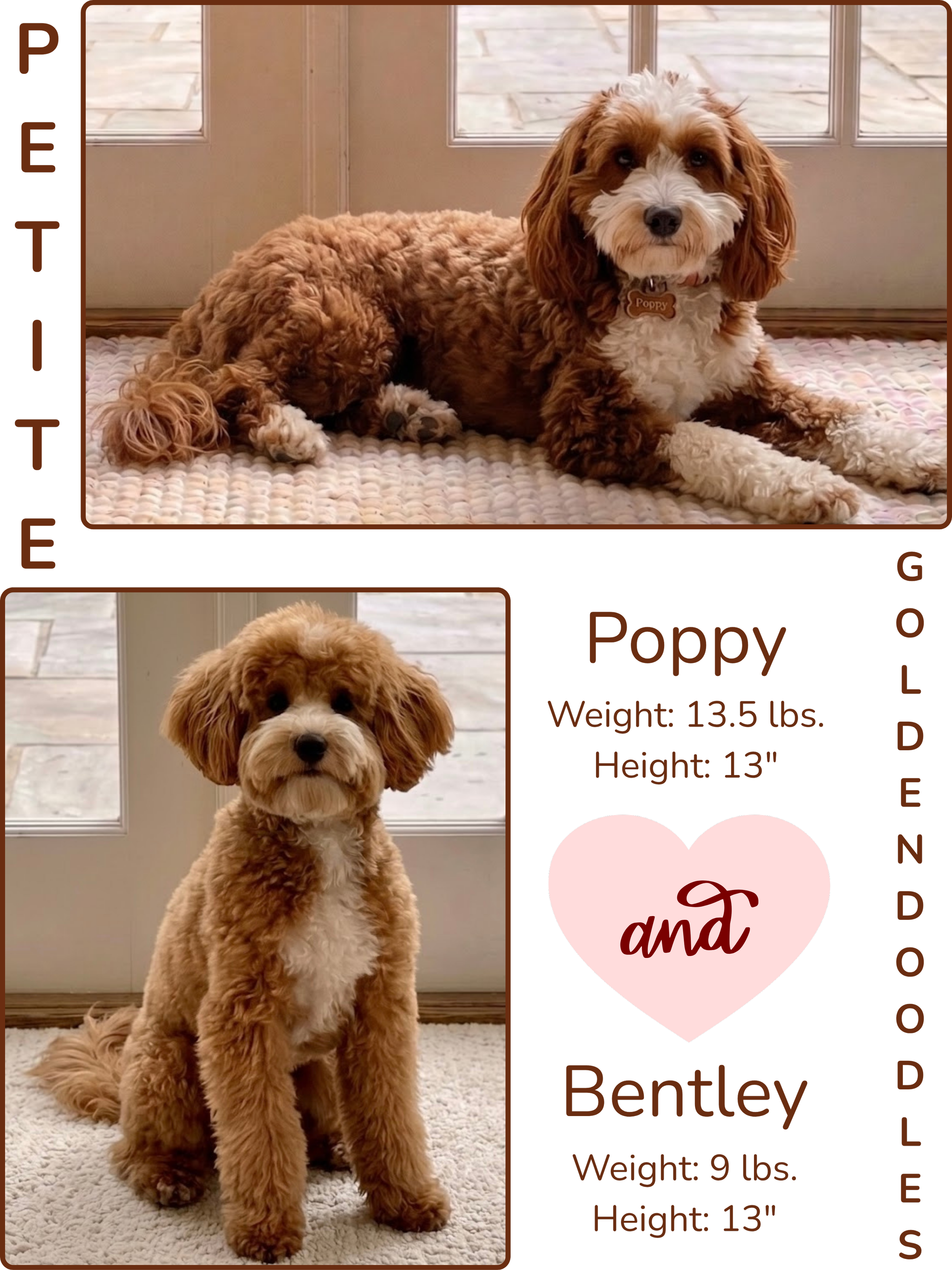 A cute, fluffy brown and white puppy with floppy ears sitting on a white carpet near a glass door, looking at the camera.