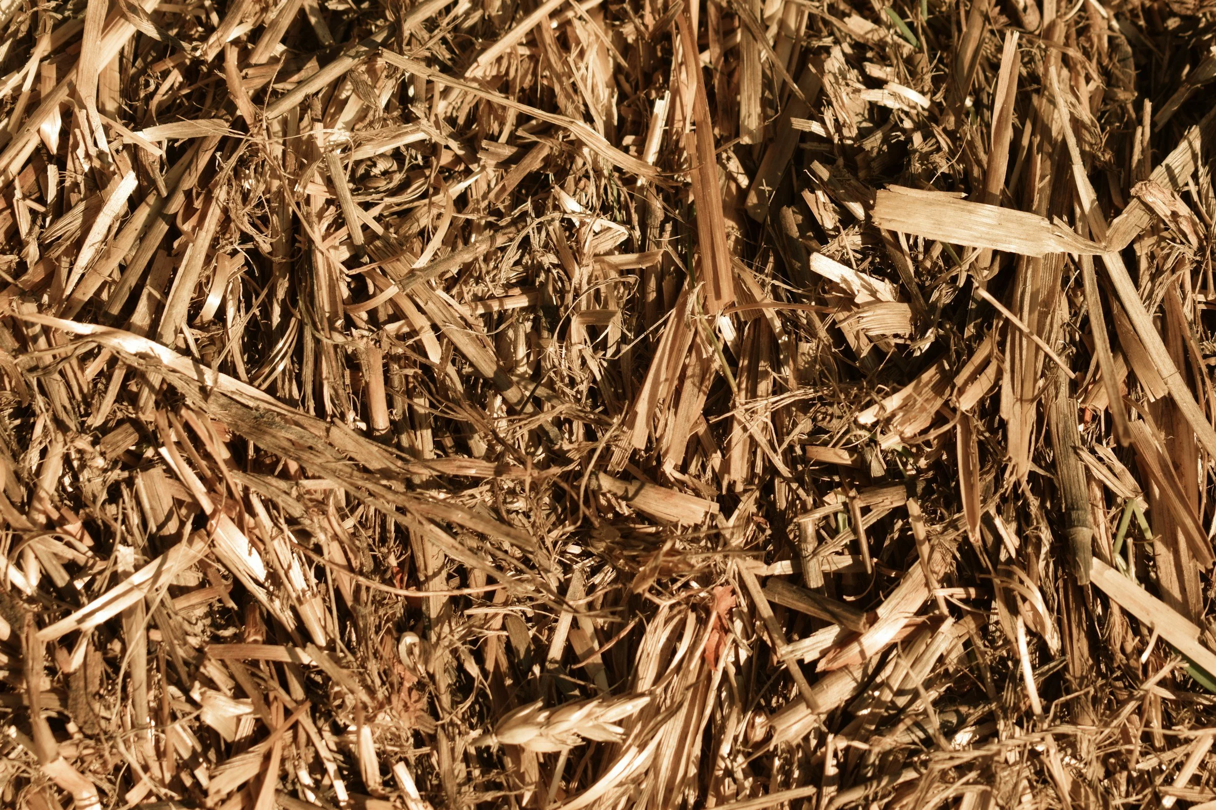 A close-up of dried, tangled straw or hay.