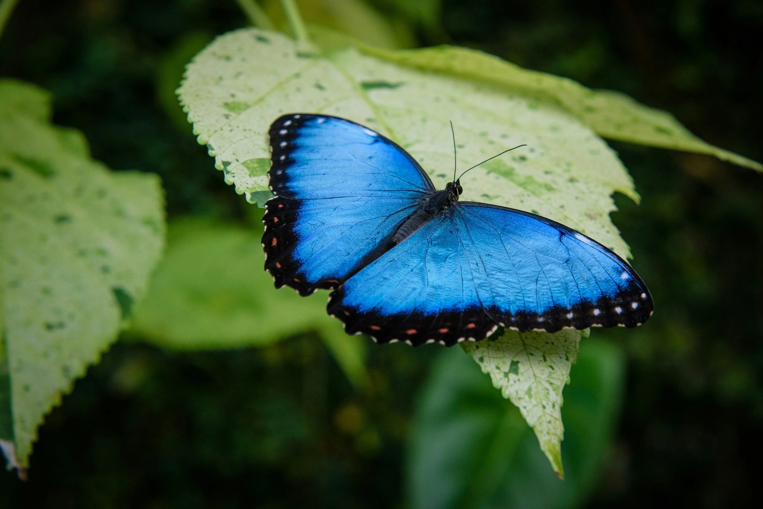 A vibrant blue butterfly perched on a green leaf.