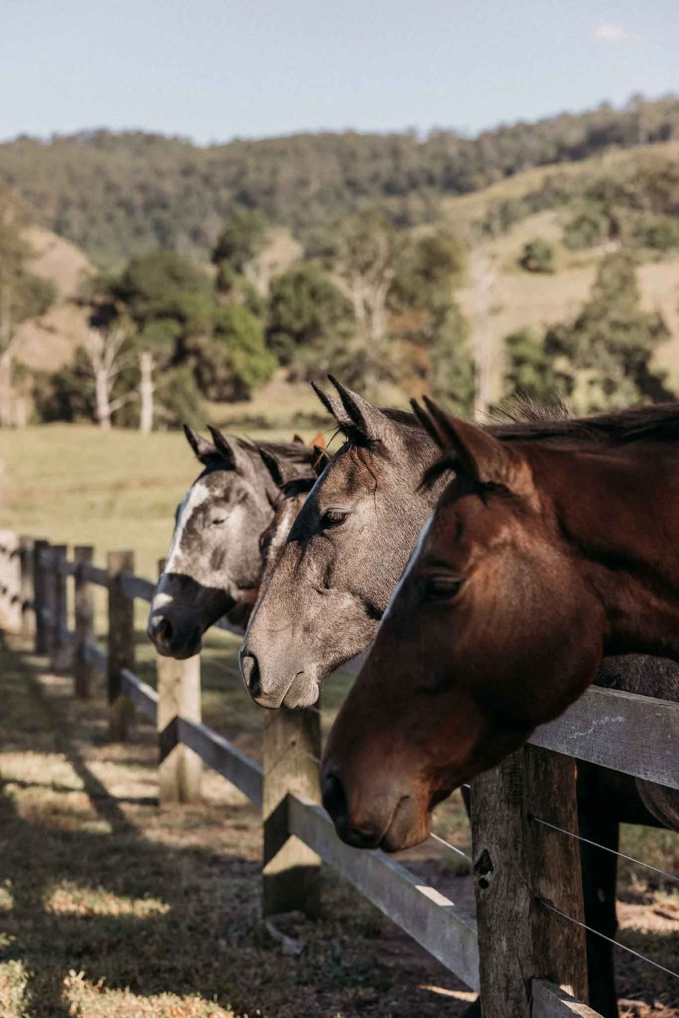 Several horses standing along a wooden fence with rolling hills and trees in the background.