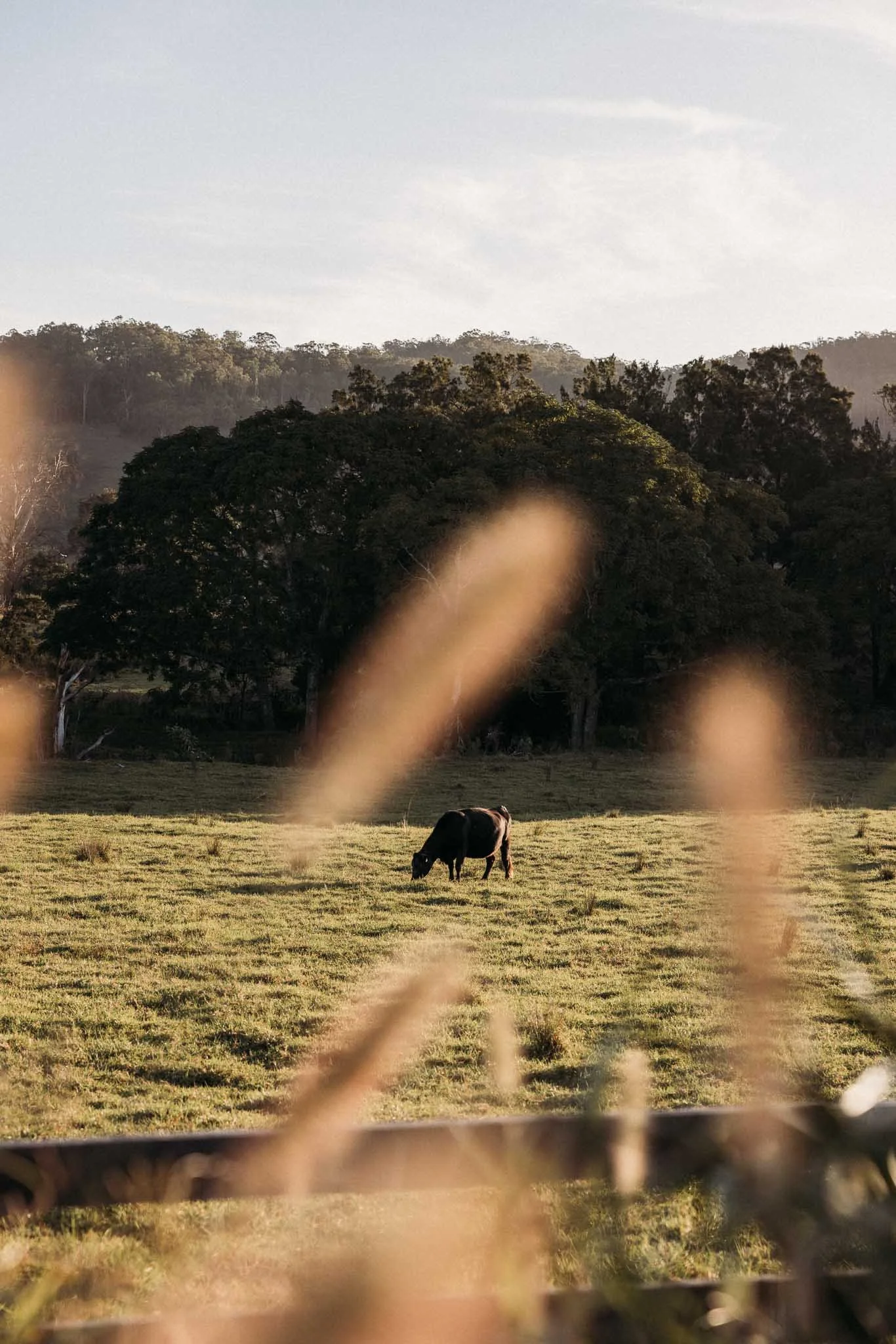 Laura Grzelak–Wallaringa Farm-Brand Favourites-2026-120.jpg