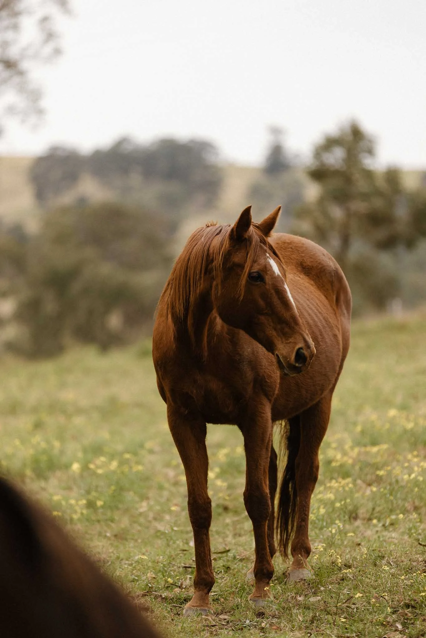 LauraGrzelak-Wallaringa-June2025-15.jpg