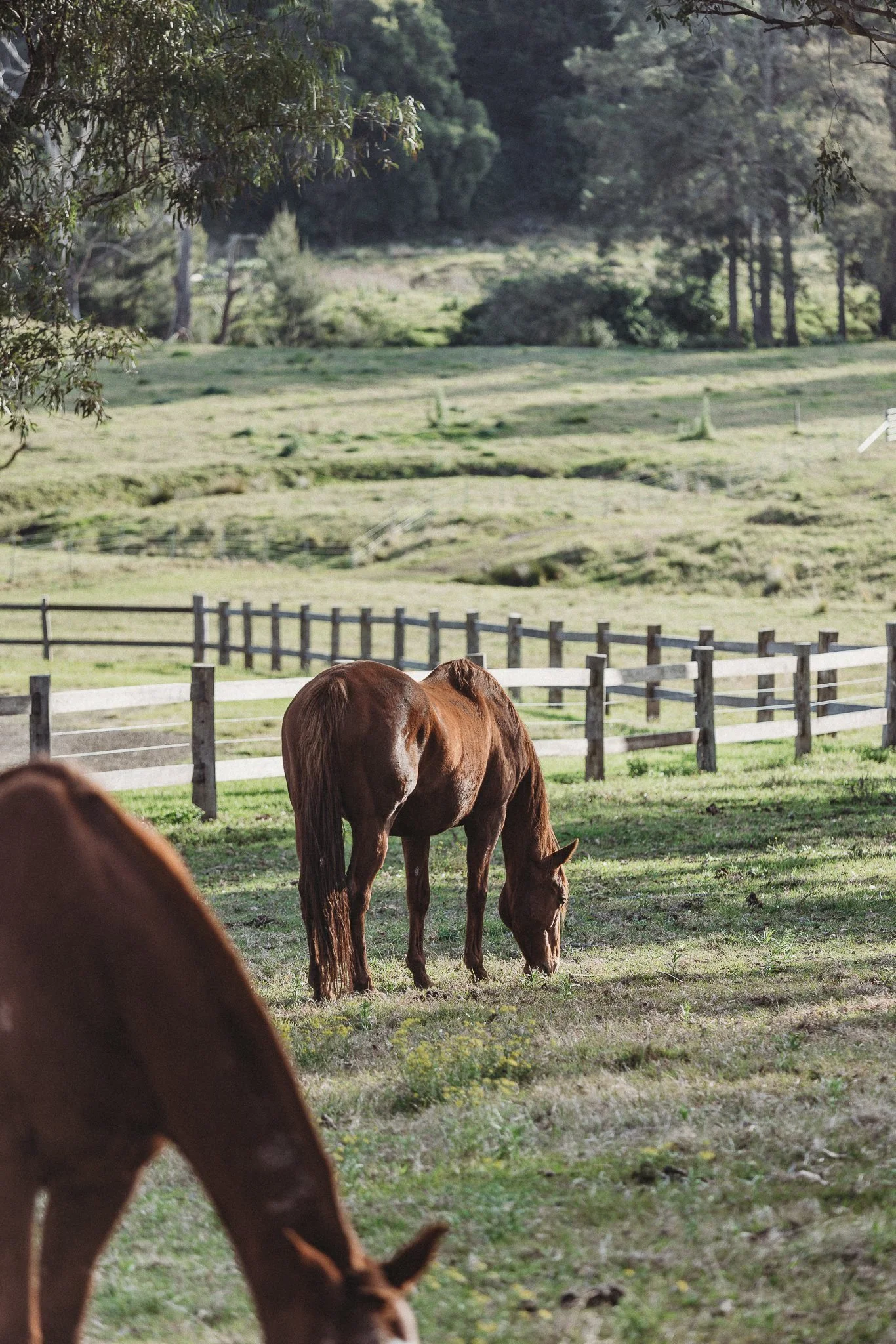What are the Benefits of Farm Stays?