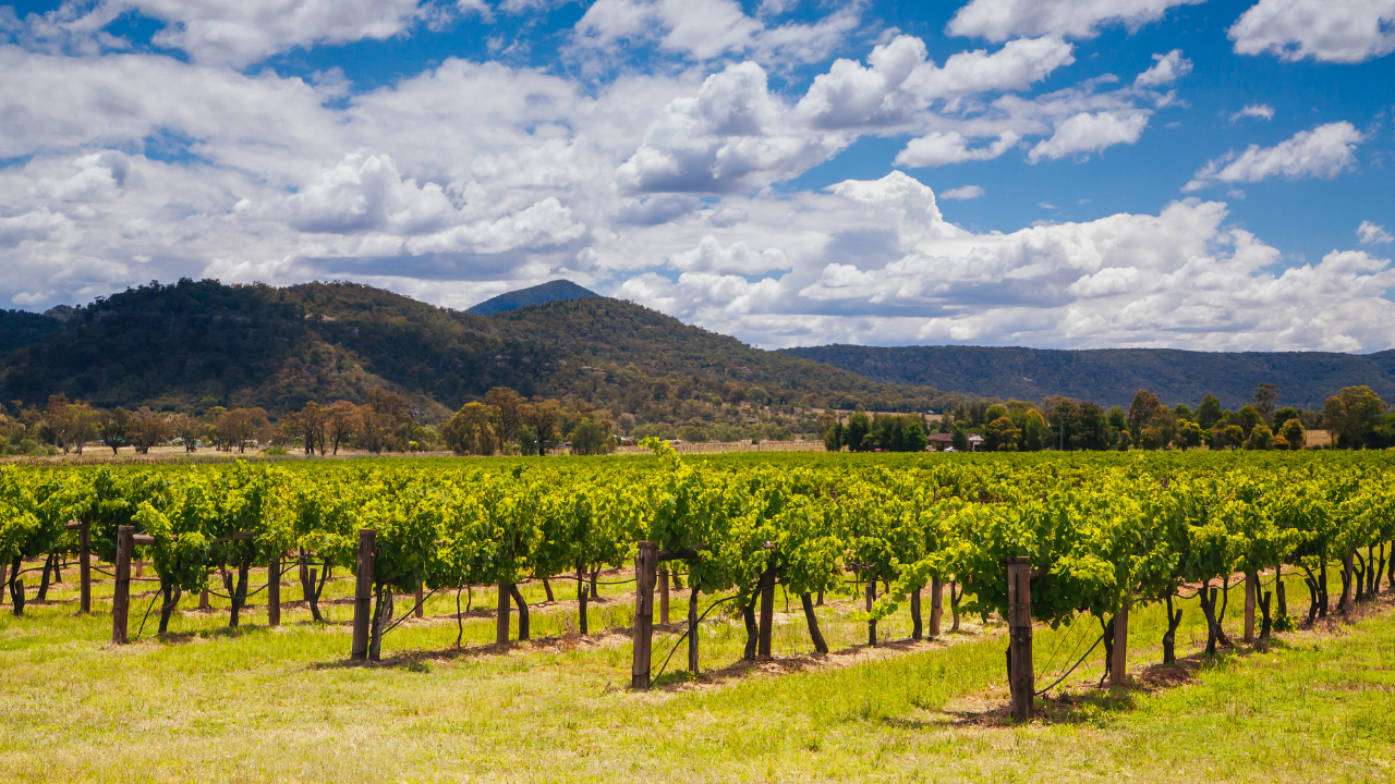 Hunter Valley Wine Guide: What to Taste, Where to Go and How to Plan Your Visit